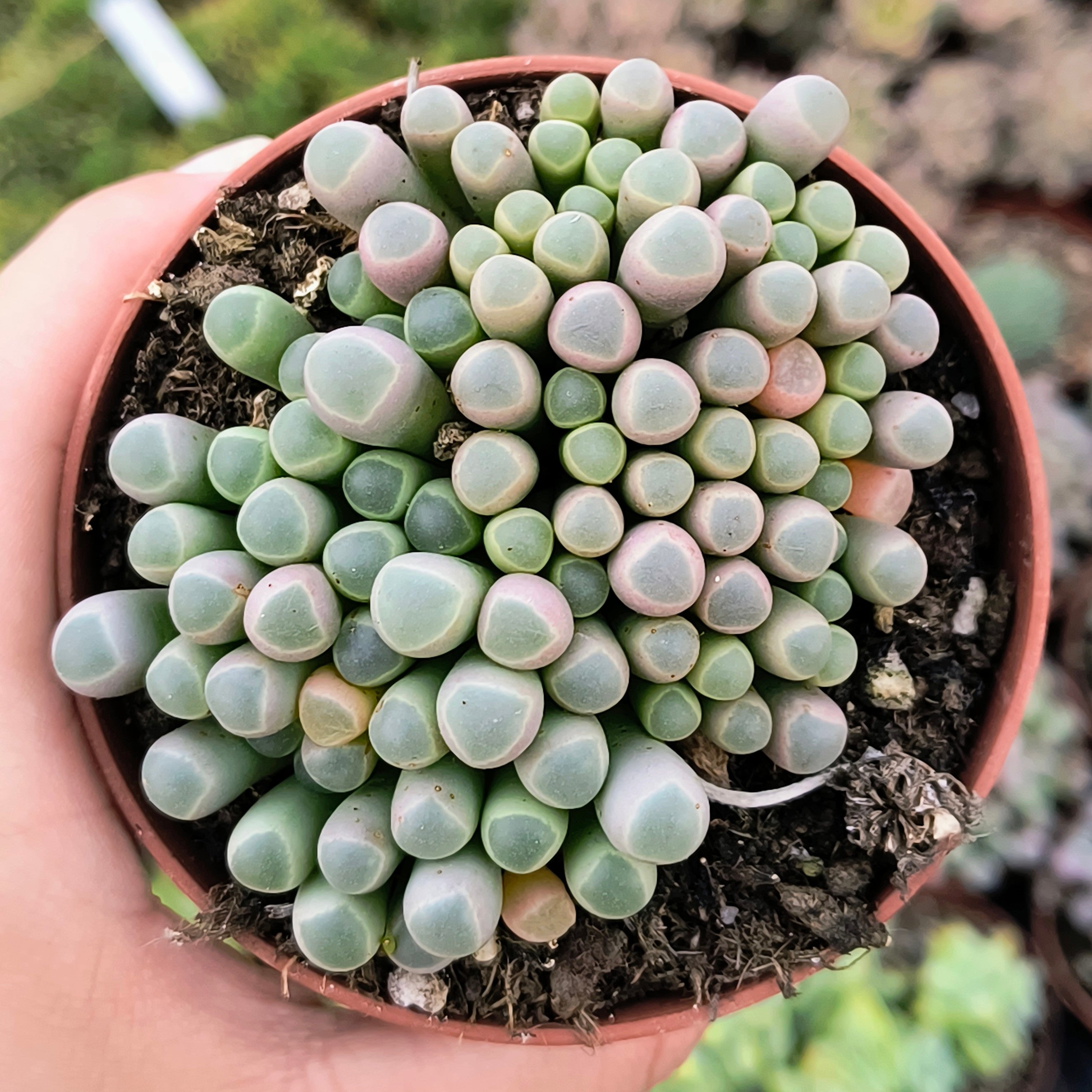 Fenestraria aurantiaca