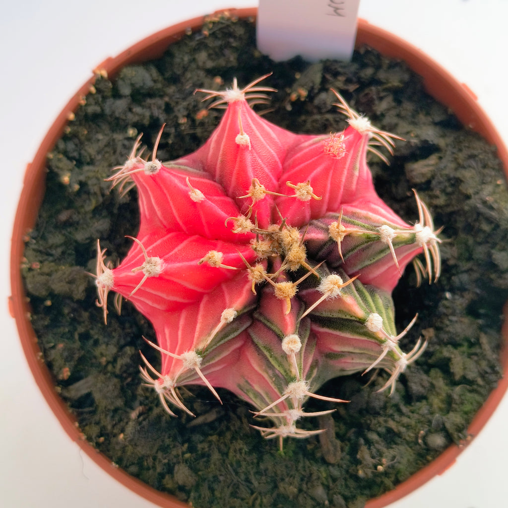 Gymnocalycium híbrido variegata