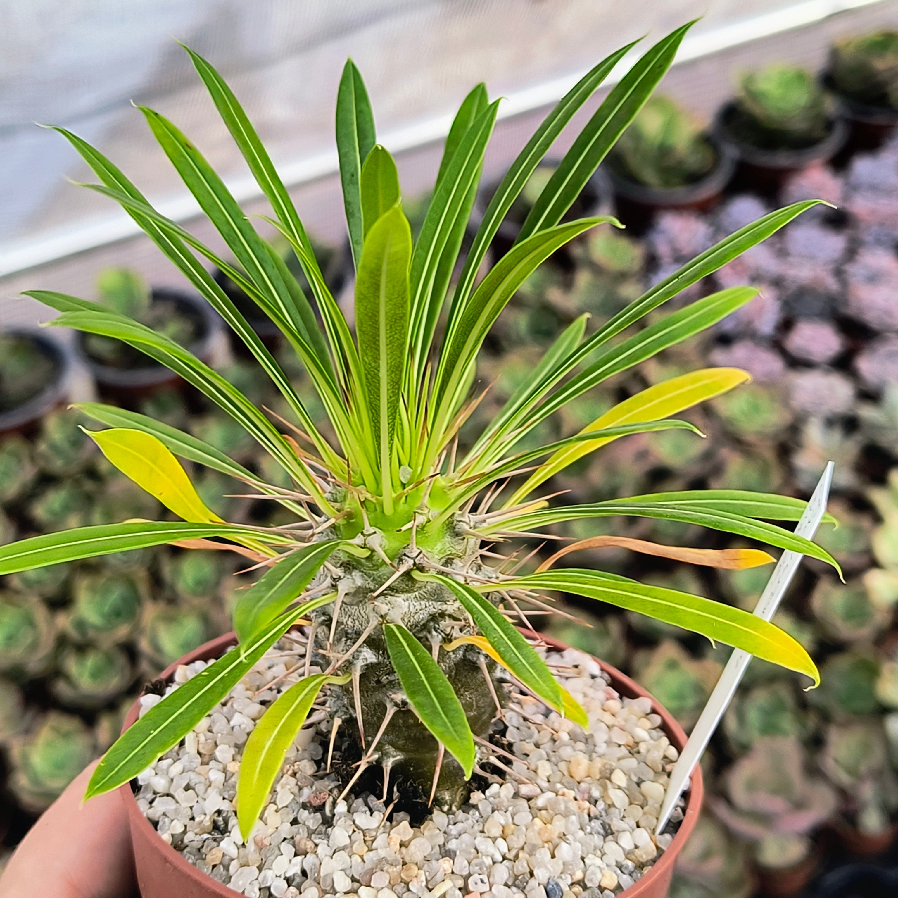Pachypodium lamerei