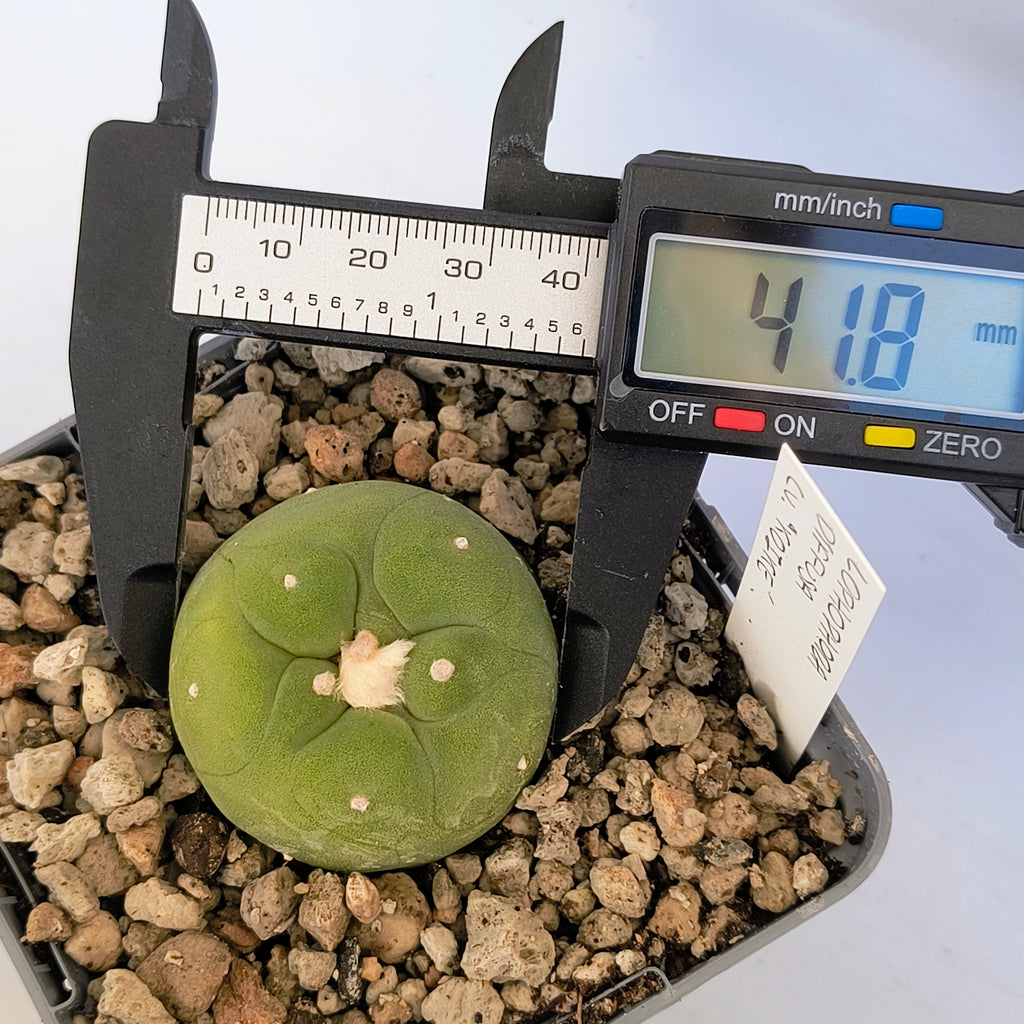 Lophophora diffusa cv. "Koike"