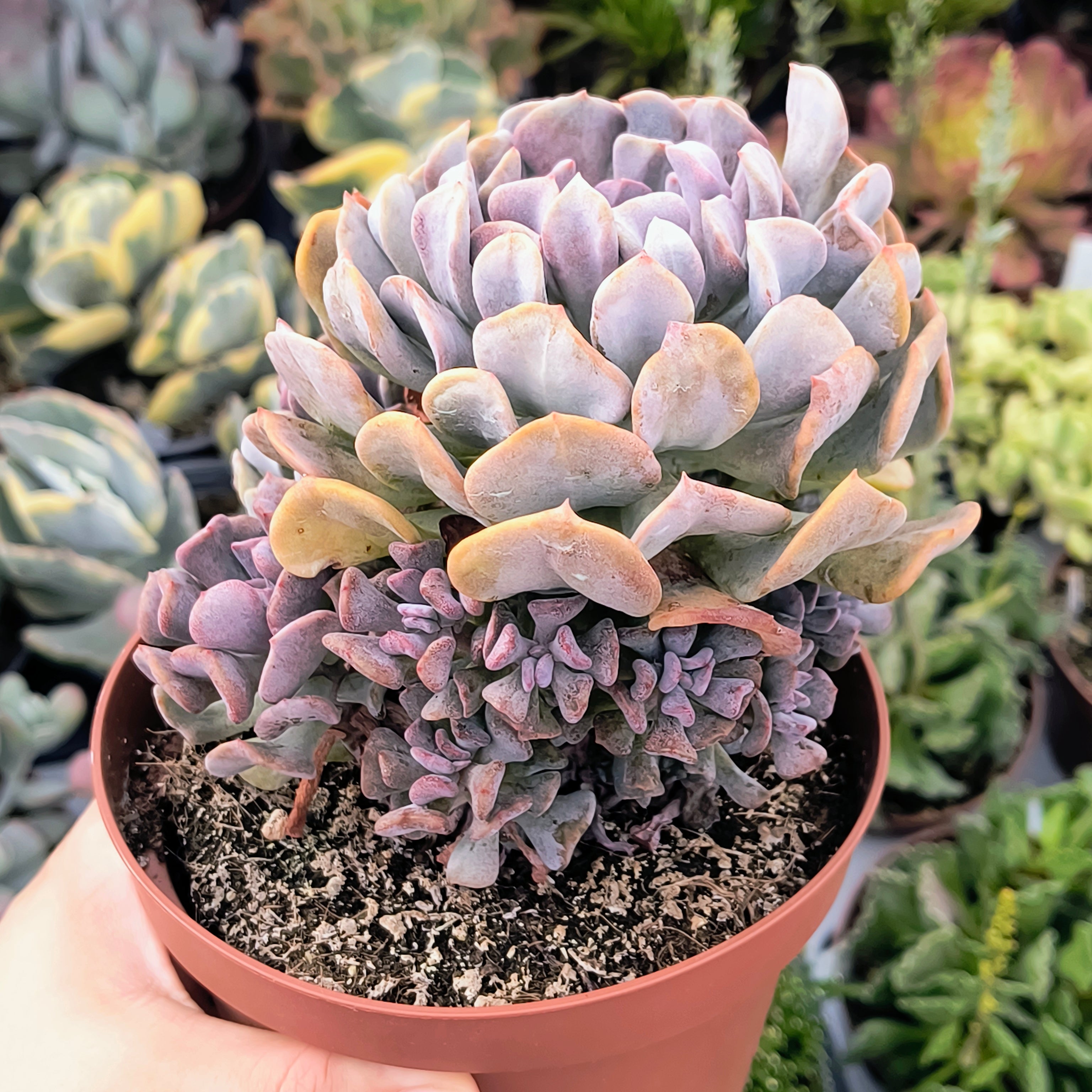 Echeveria 'Cubic frost'