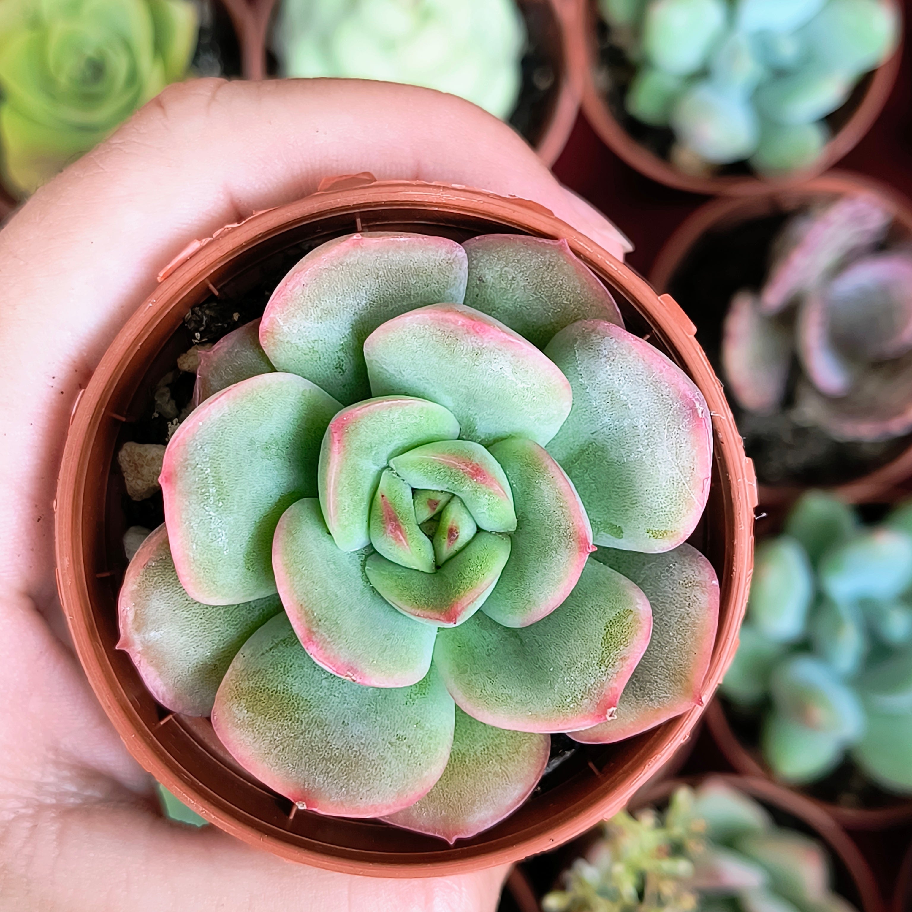 Echeveria "Patricia"