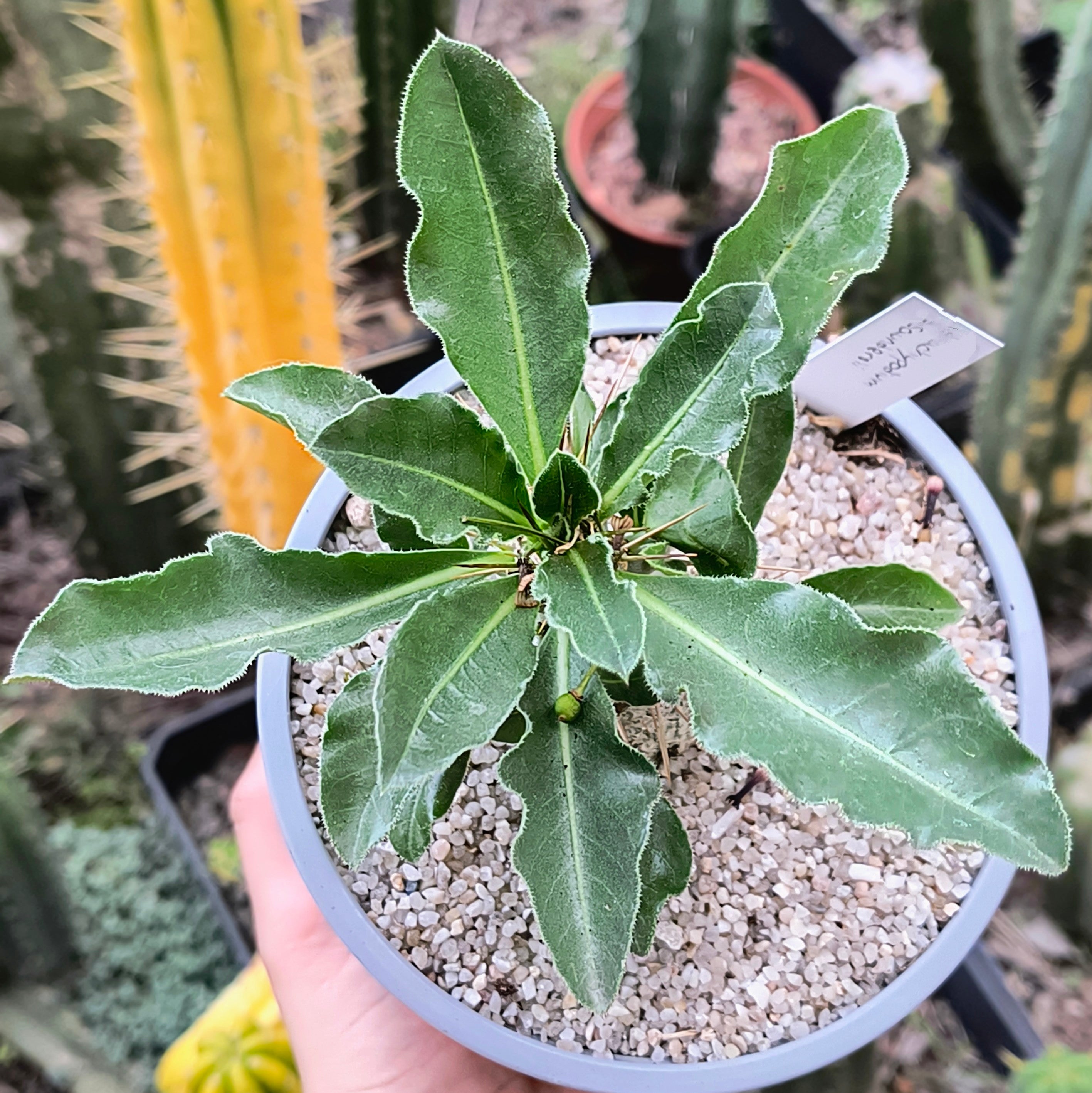 Pachypodium saundersii