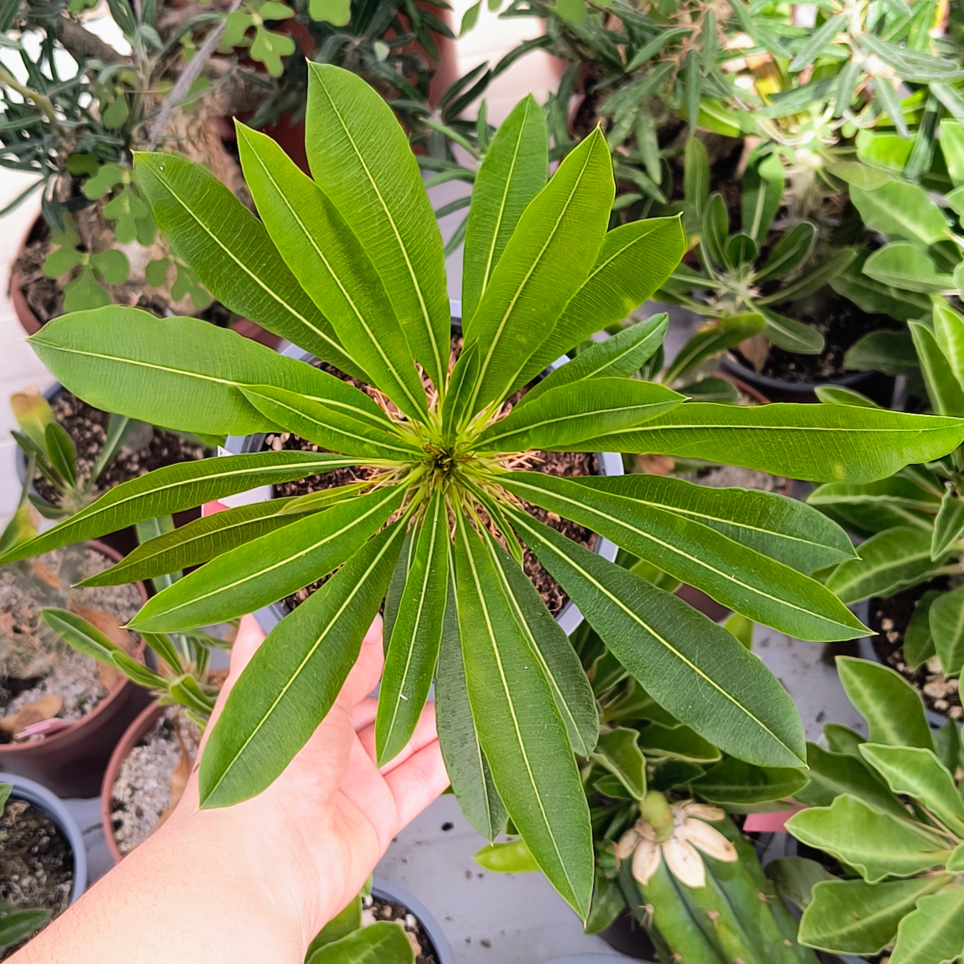 Pachypodium menabeum