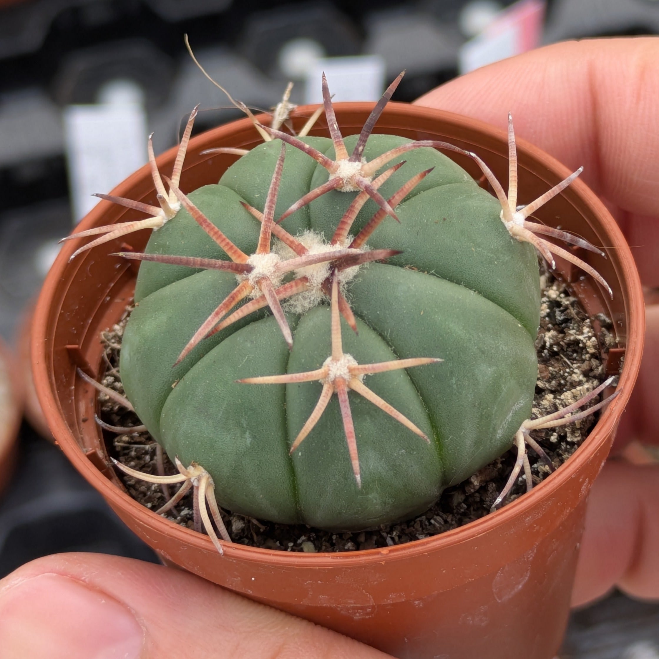 Echinocactus horizonthalonius
