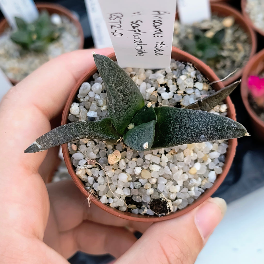 Ariocarpus retusus ssp. scapharostroides, Las Tablas, San Luis Potosí