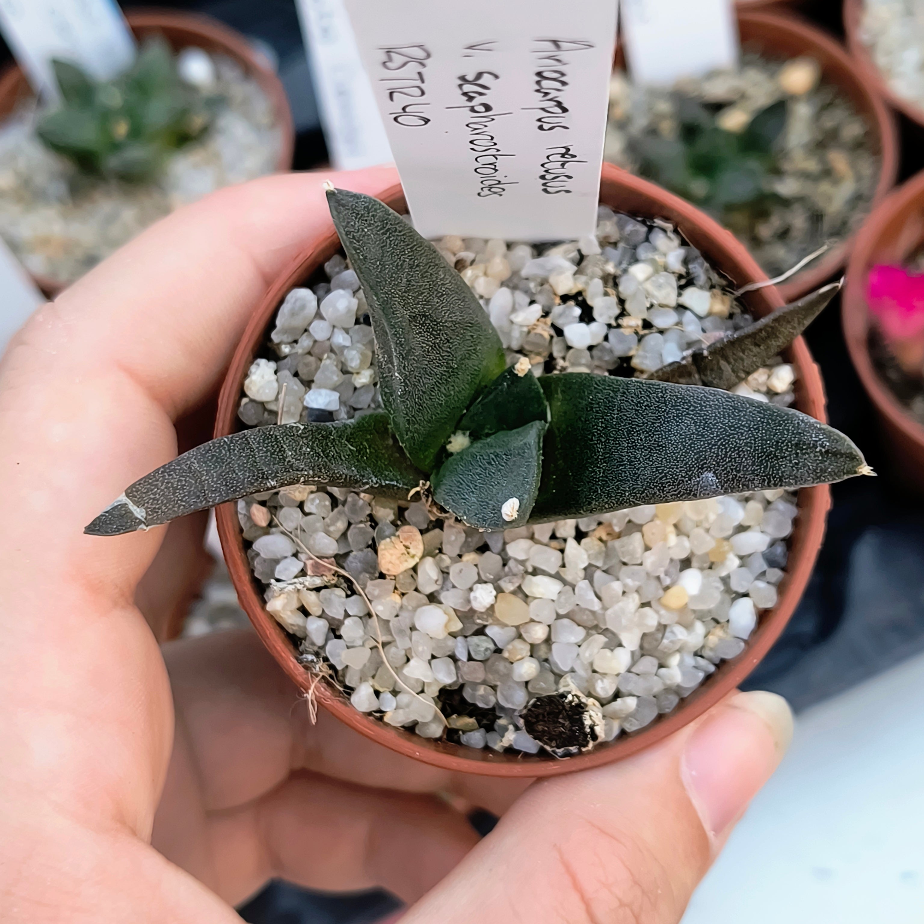 Ariocarpus retusus ssp. scapharostroides, Las Tablas, San Luis Potosí