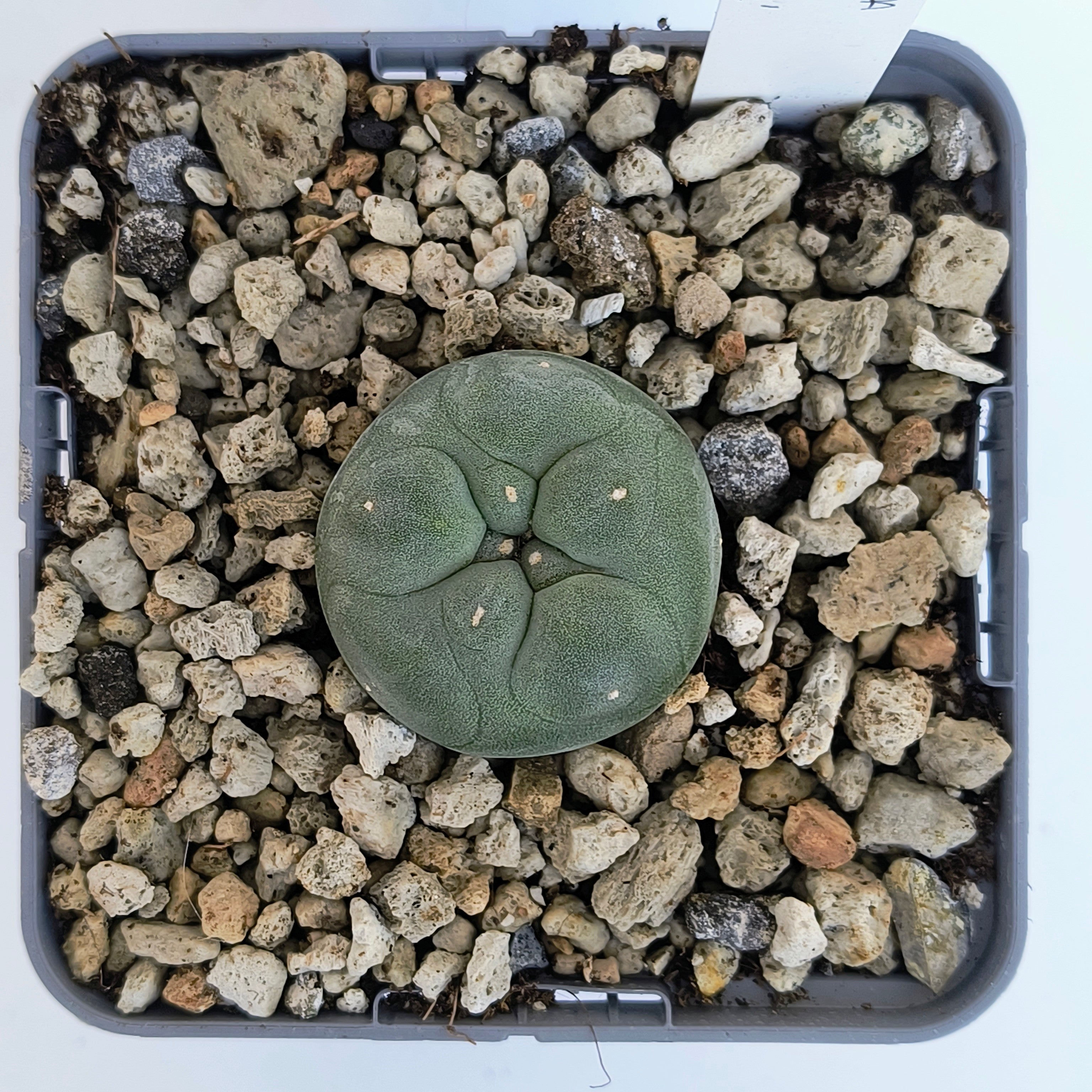 Lophophora diffusa cv. "Koike"