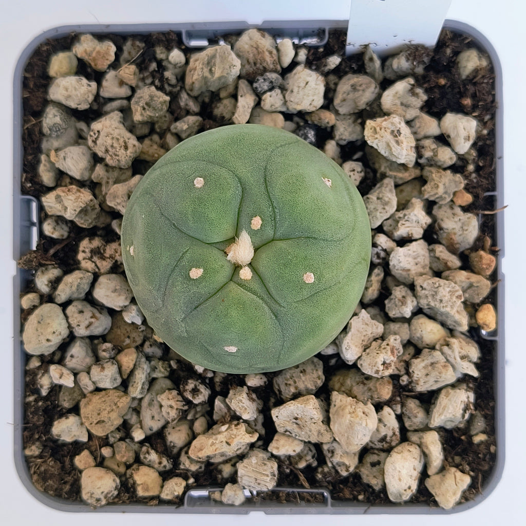 Lophophora diffusa cv. "Koike"