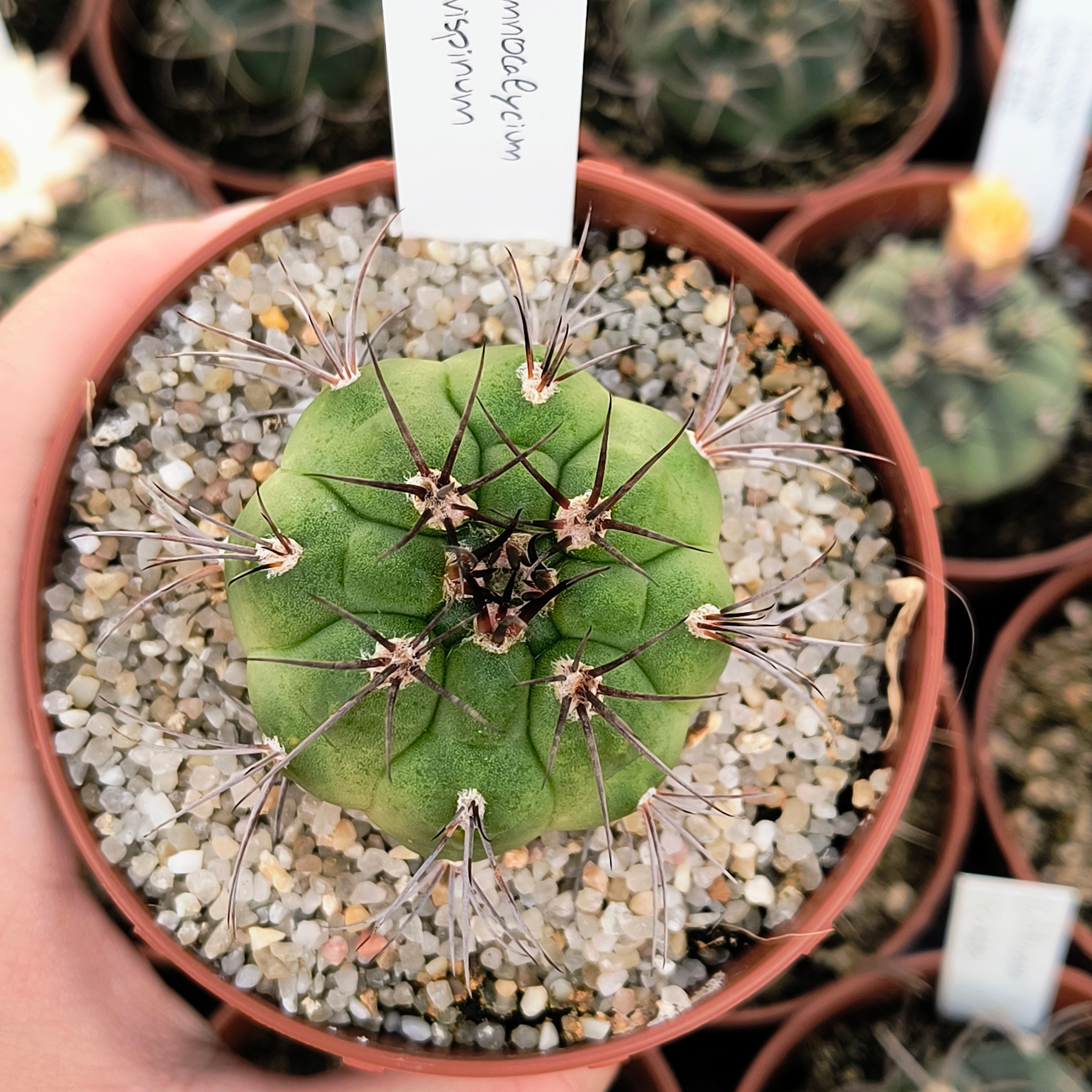 Gymnocalycium curvispinum