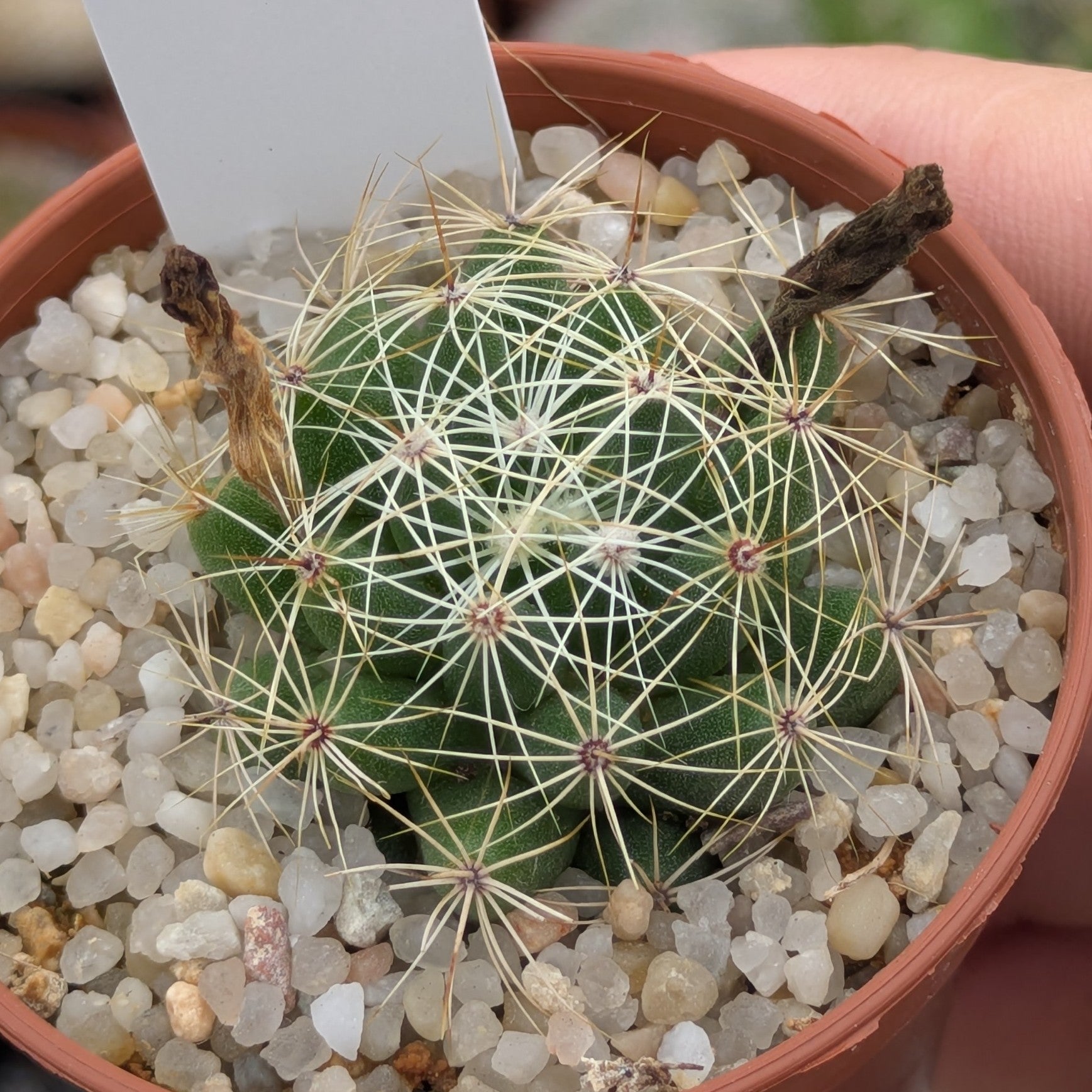 Mammillaria sphaerica