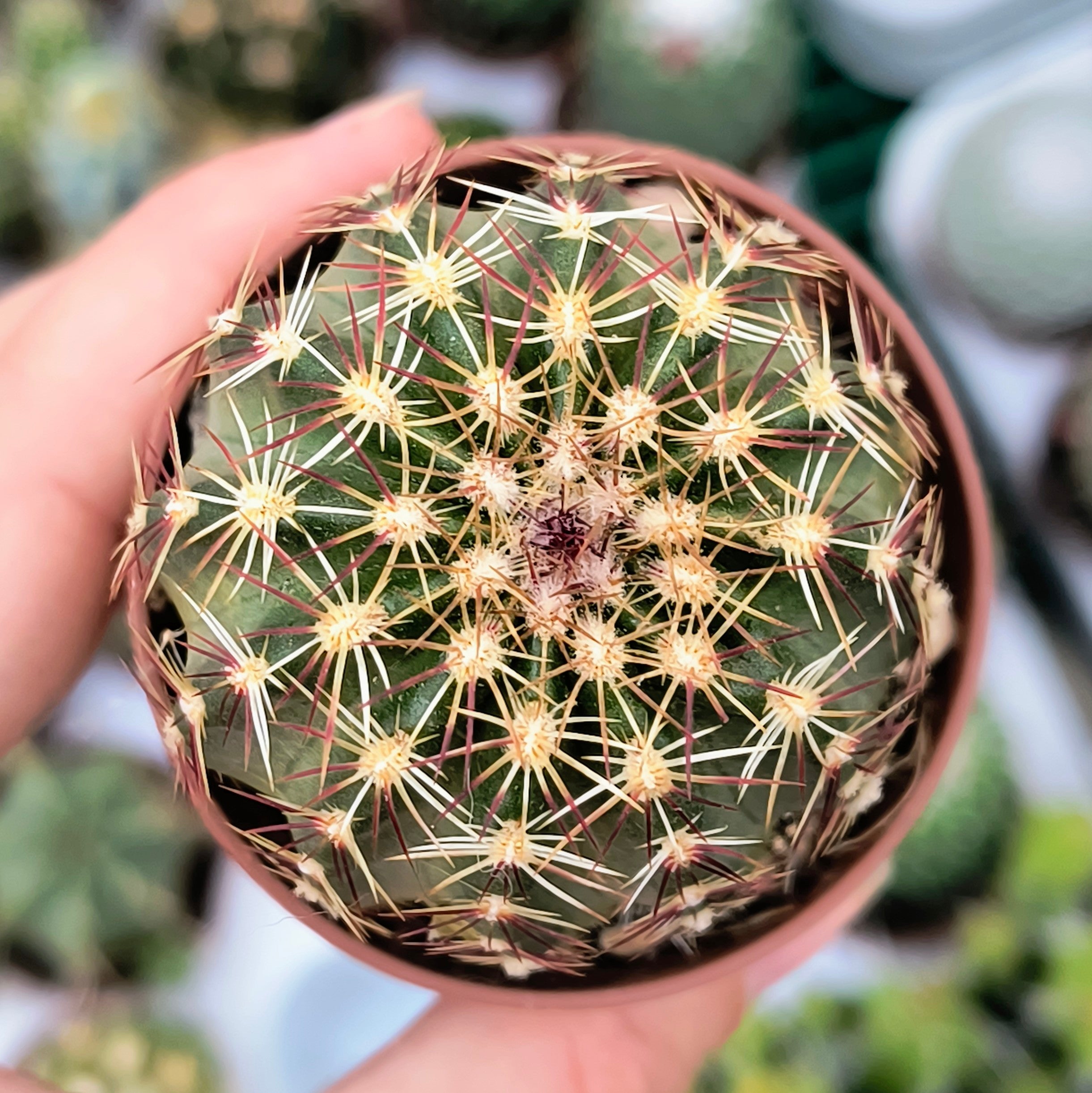 Echinocereus viridiflorus