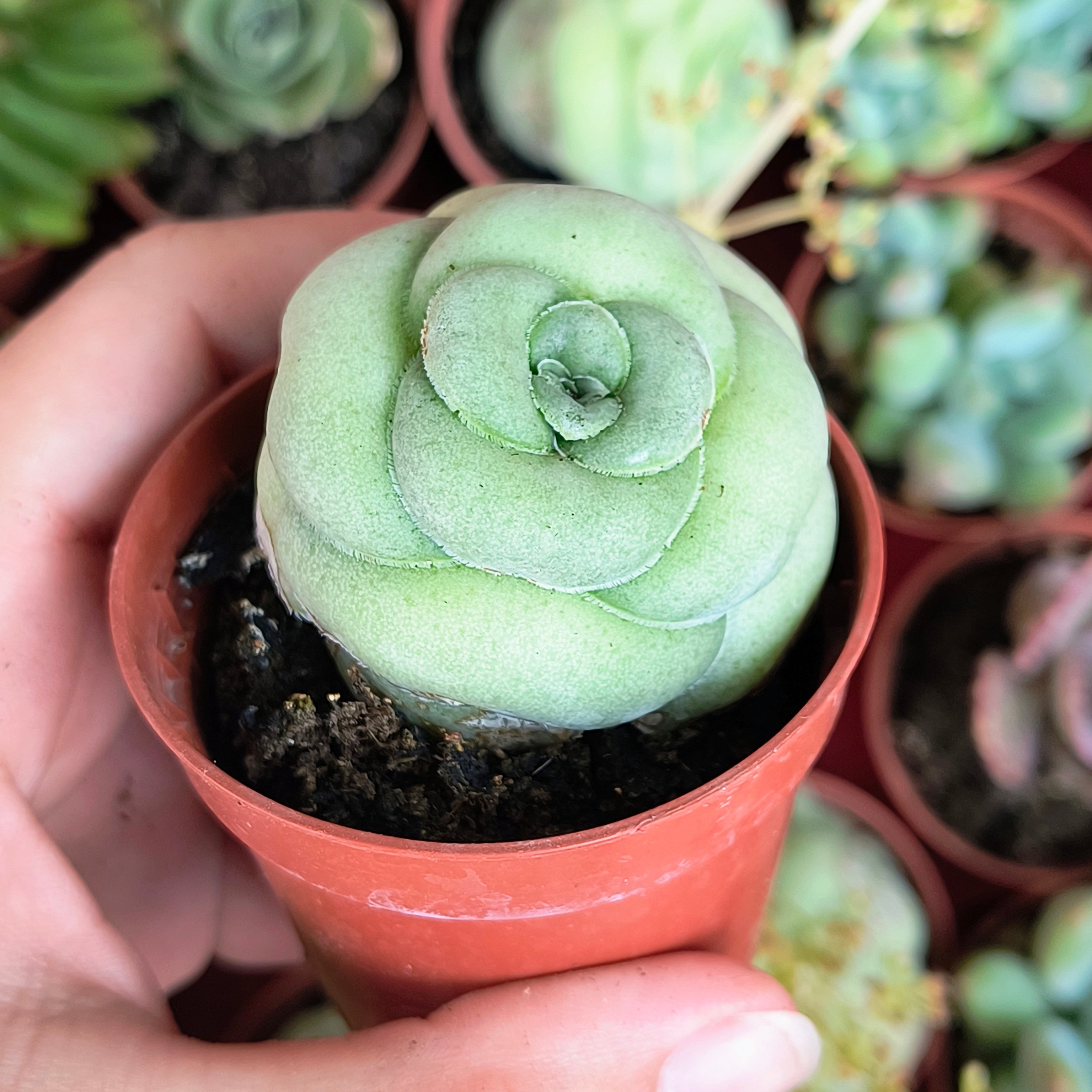 Crassula hemisphaerica
