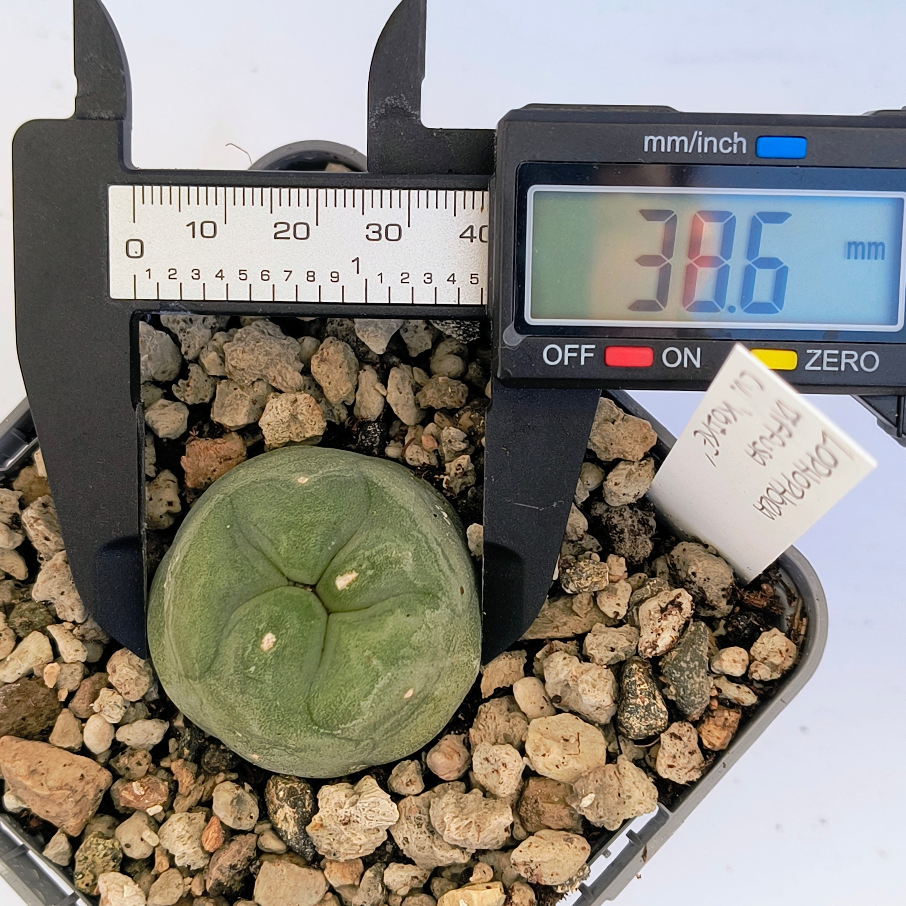 Lophophora diffusa cv. "Koike"