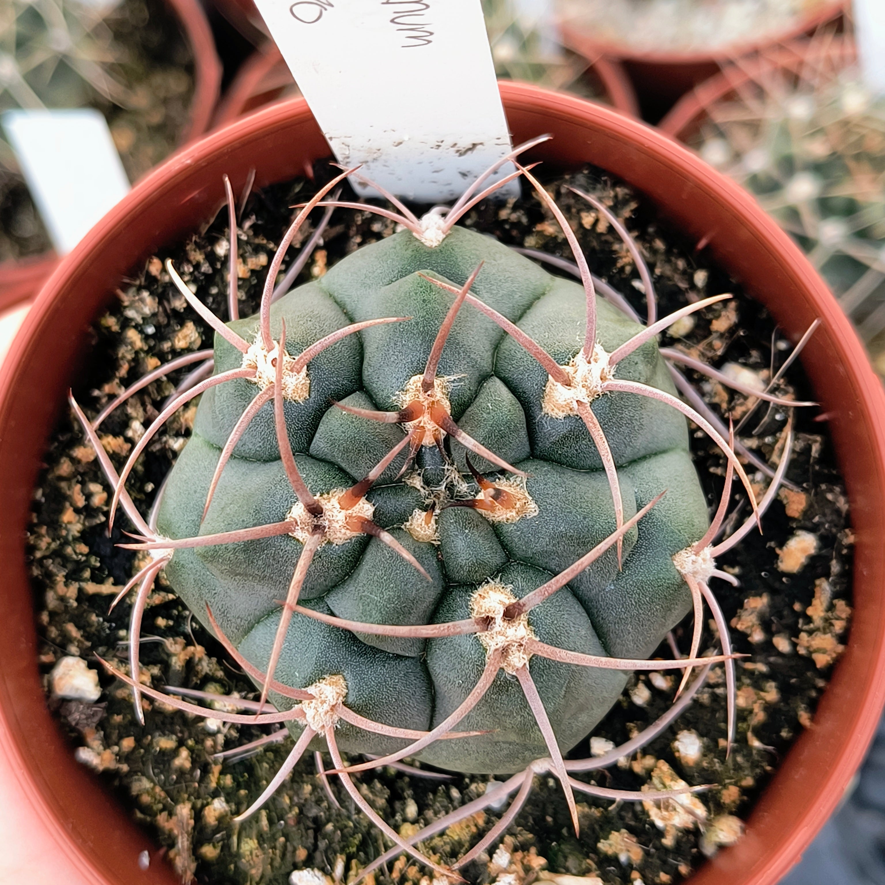 Gymnocalycium tillianum STO 1580