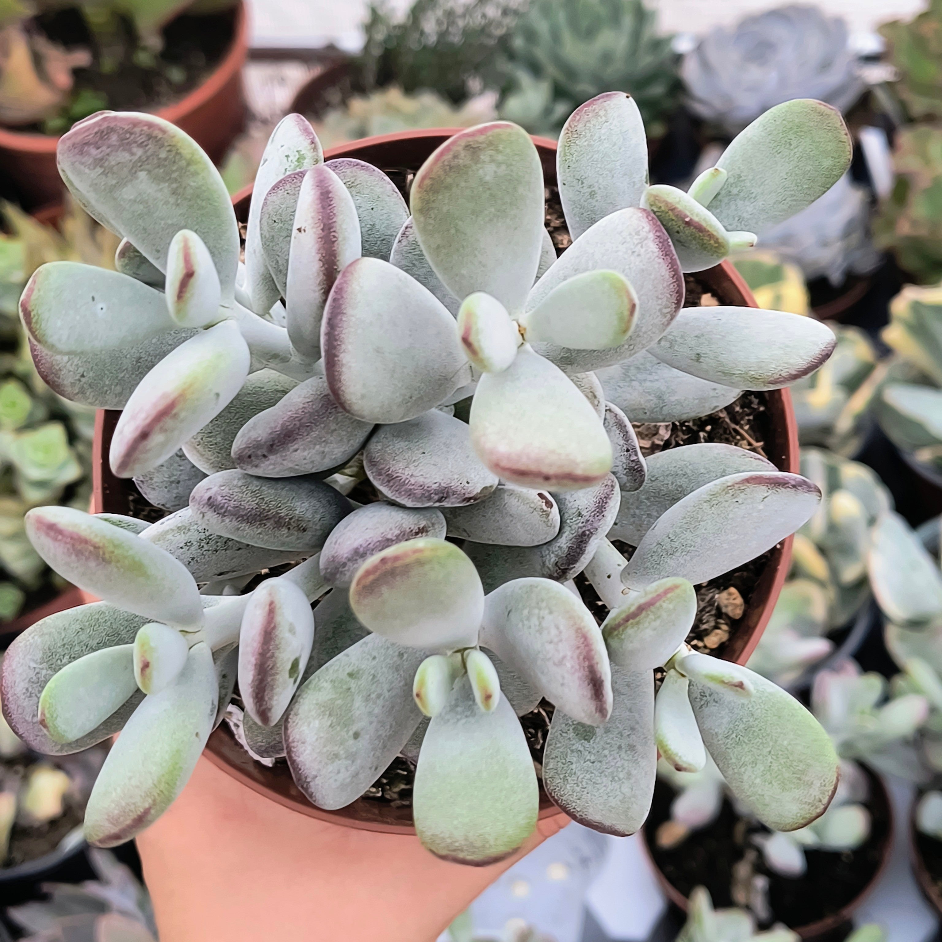 Cotyledon orbiculata 'Oophylla'