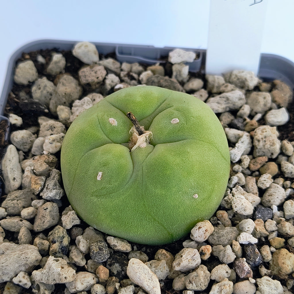 Lophophora diffusa cv. "Koike"