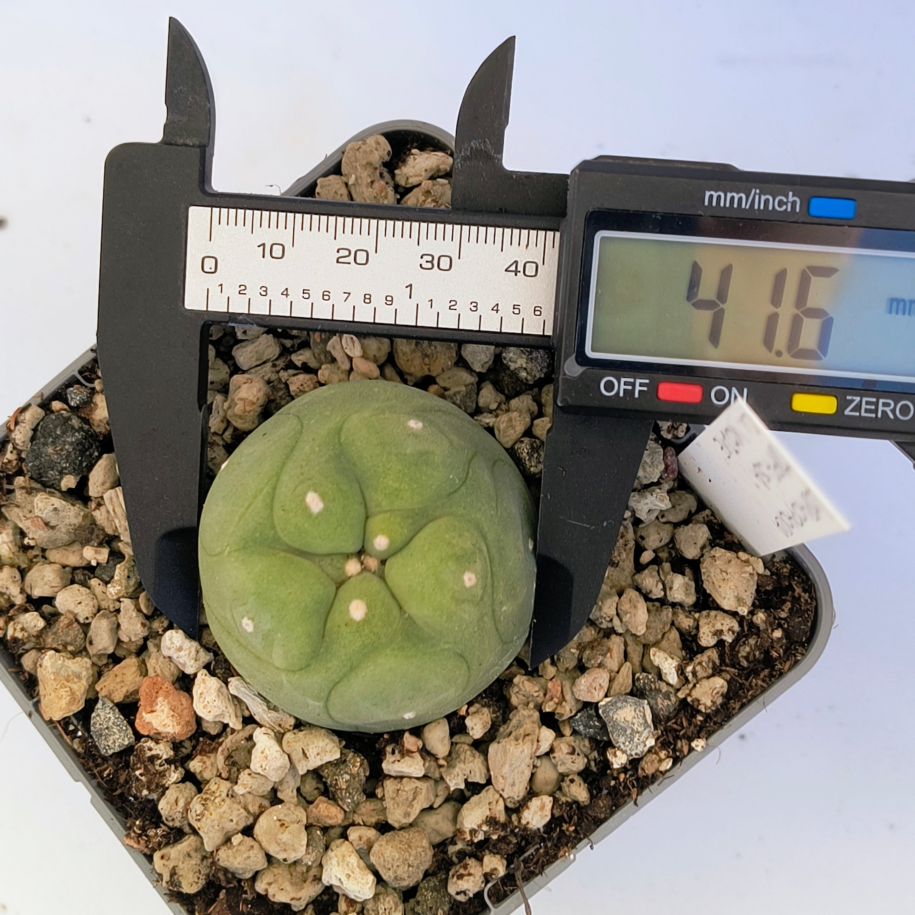 Lophophora diffusa cv. "Koike"