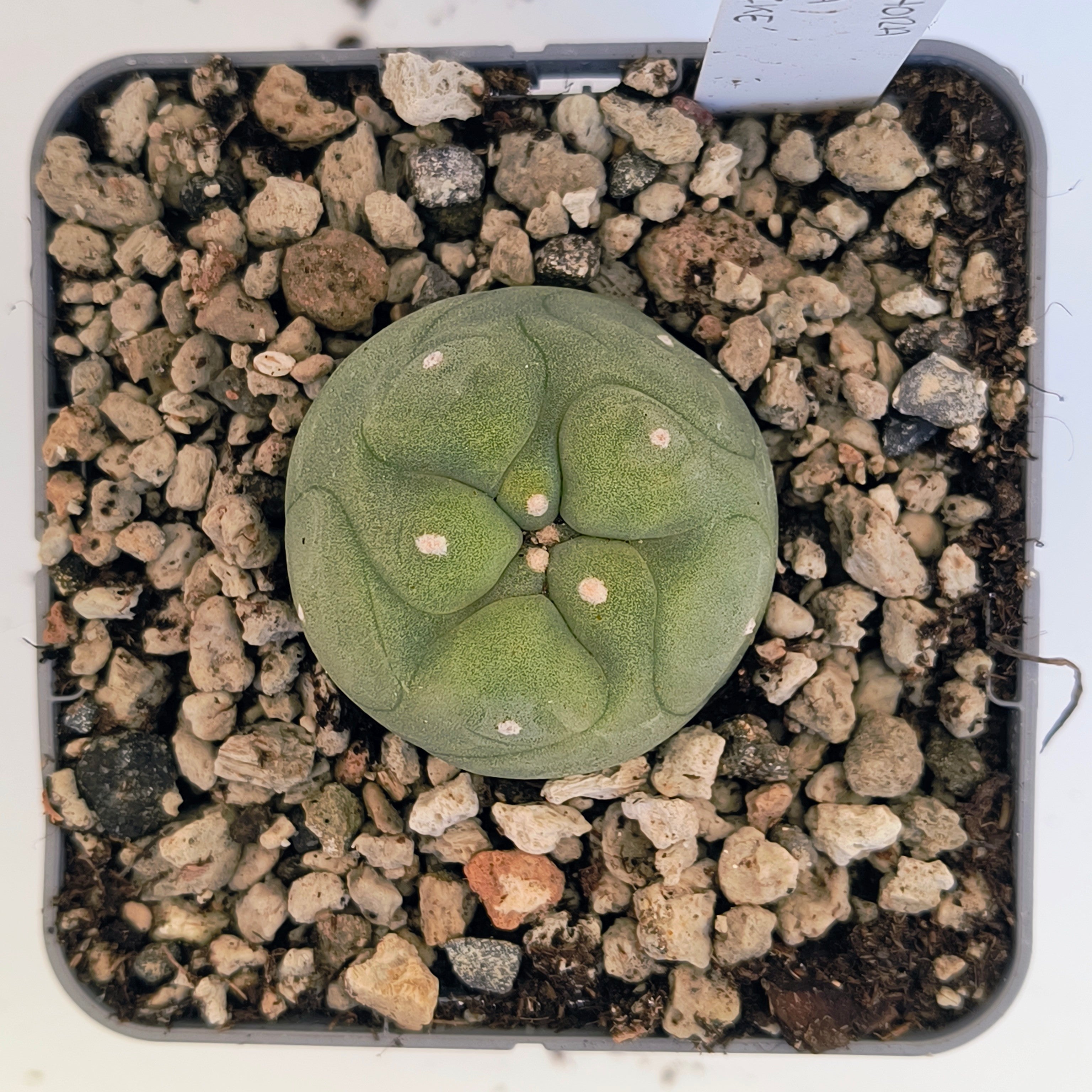 Lophophora diffusa cv. "Koike"
