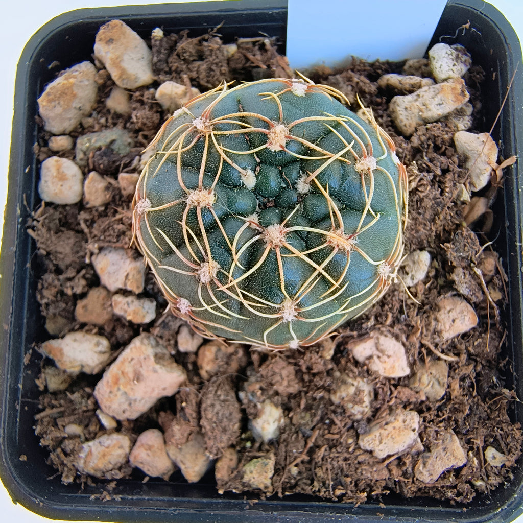 Gymnocalycium netrelianum GF 721