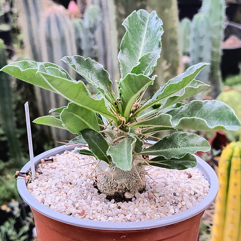 Pachypodium