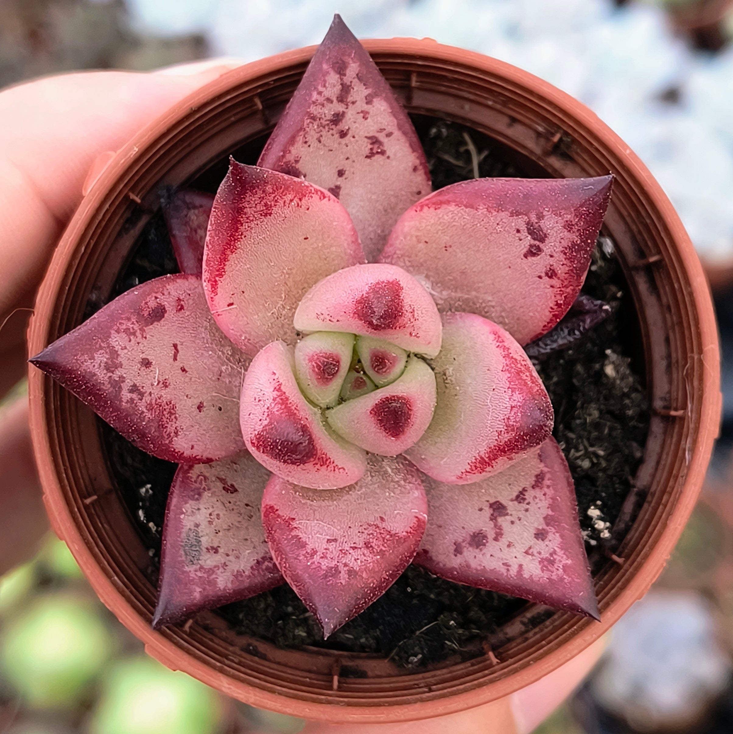 Echeveria cv. "Romeo"