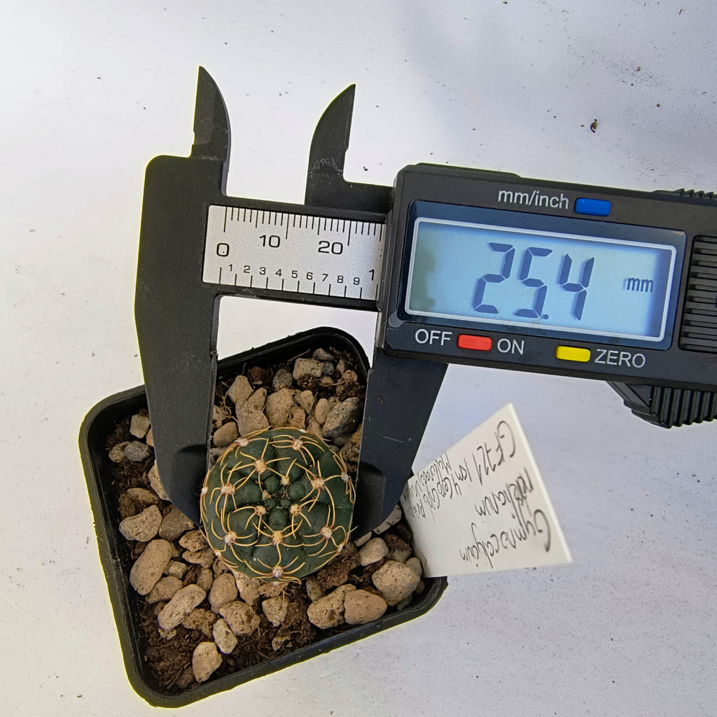 Gymnocalycium netrelianum GF 721