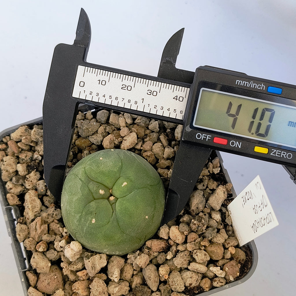 Lophophora diffusa cv. "Koike"