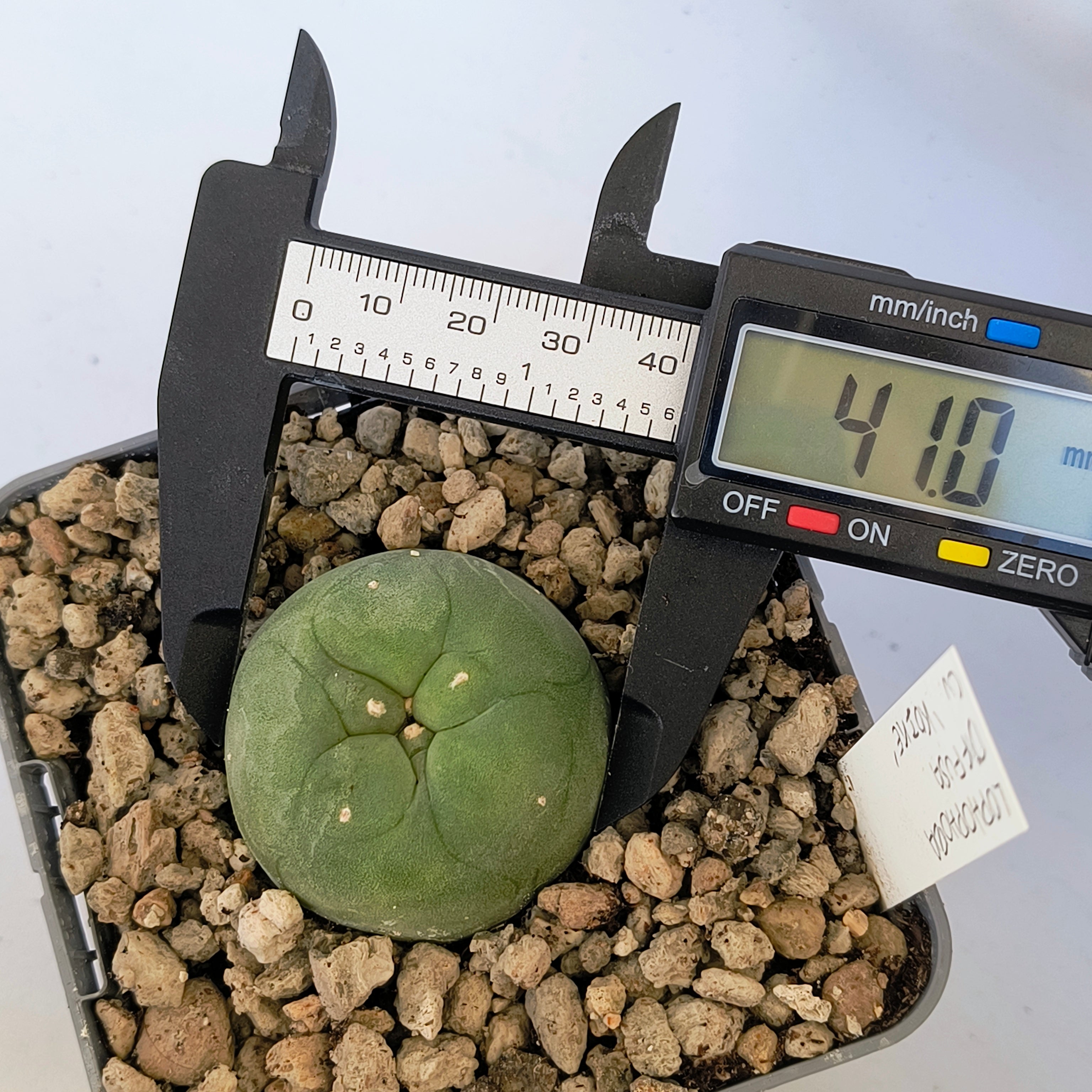 Lophophora diffusa cv. "Koike"