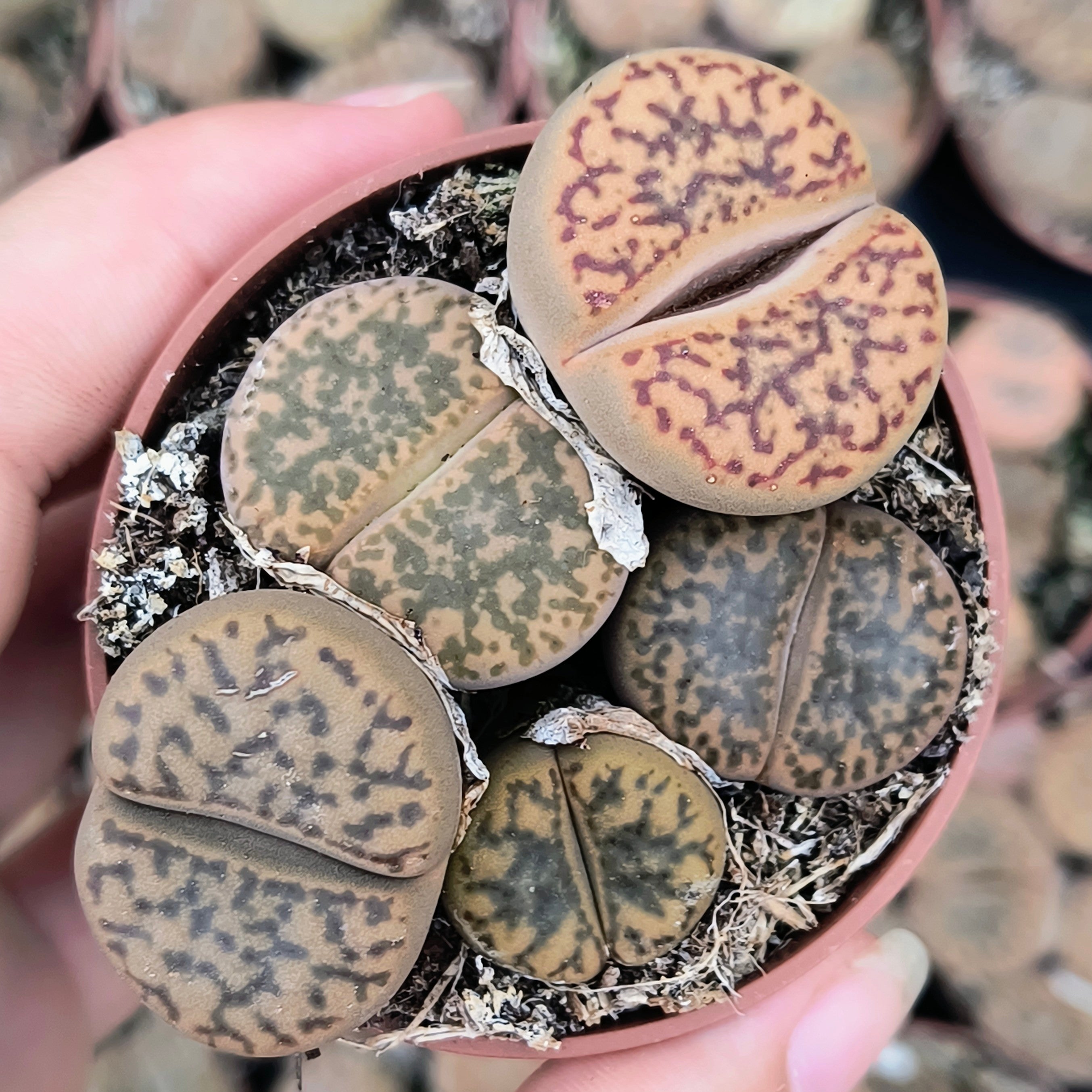 Lithops marrones