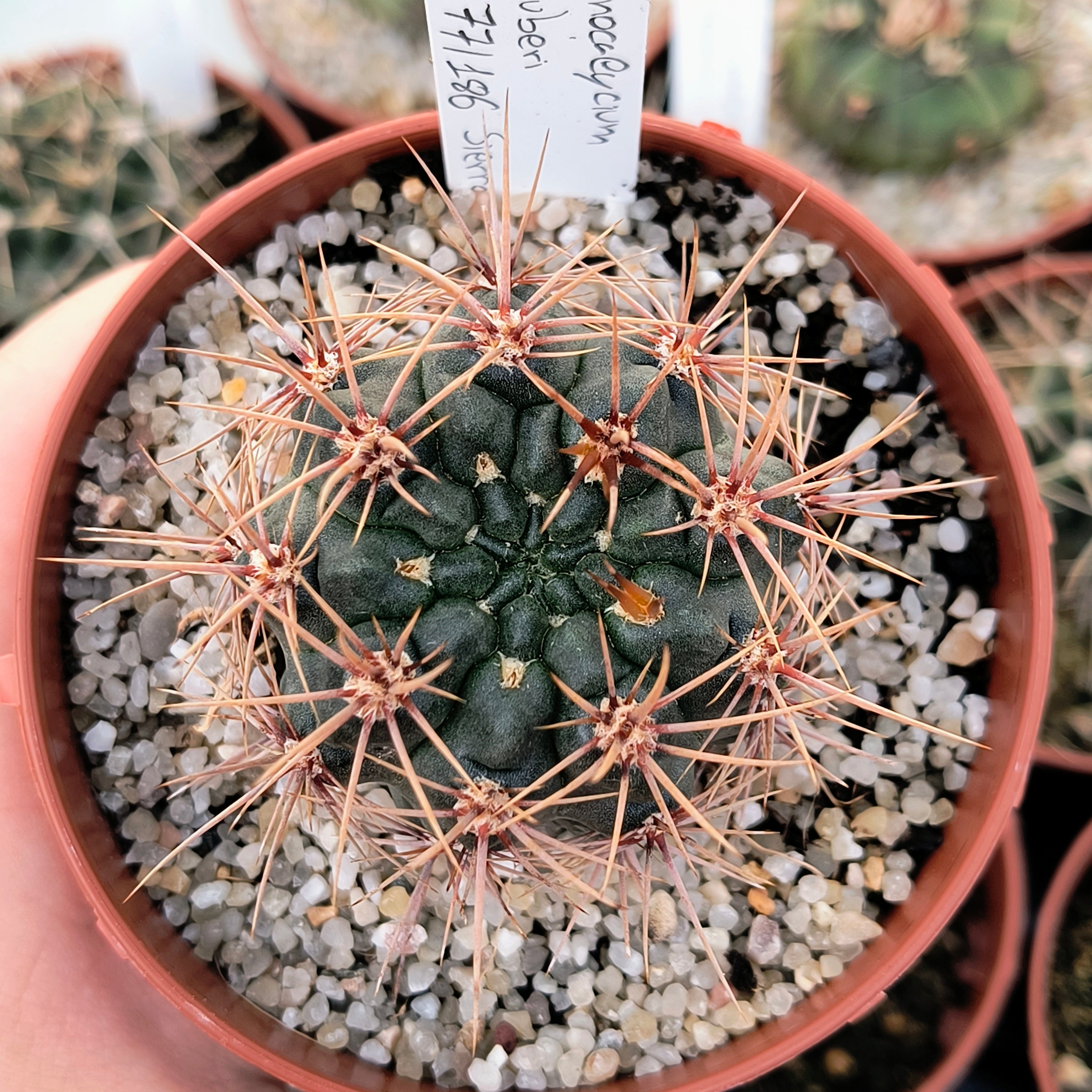 Gymnocalycium neuhuberi GN 77/186 Suyuque Nuevo, San Luis