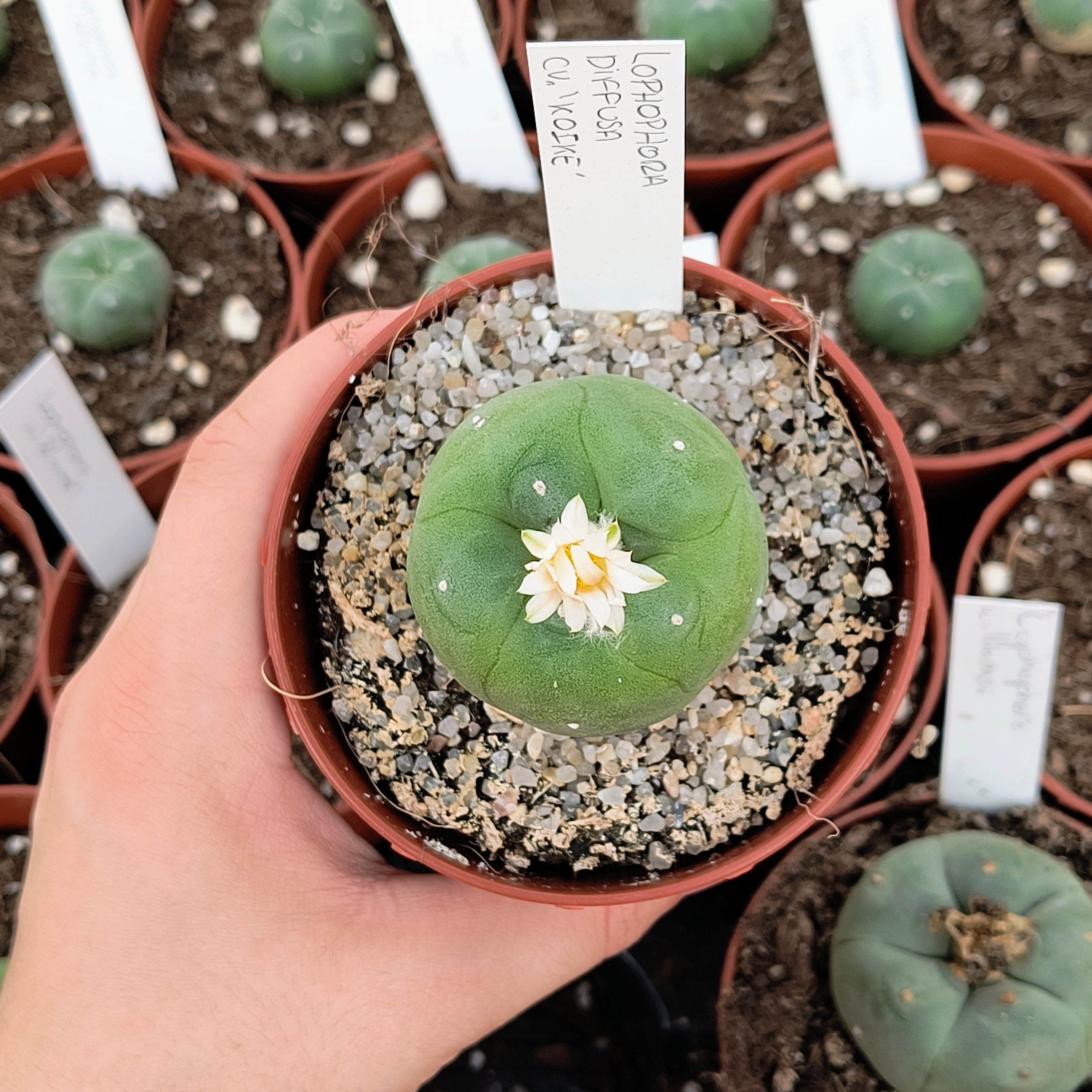 Lophophora diffusa cv. "Koike"