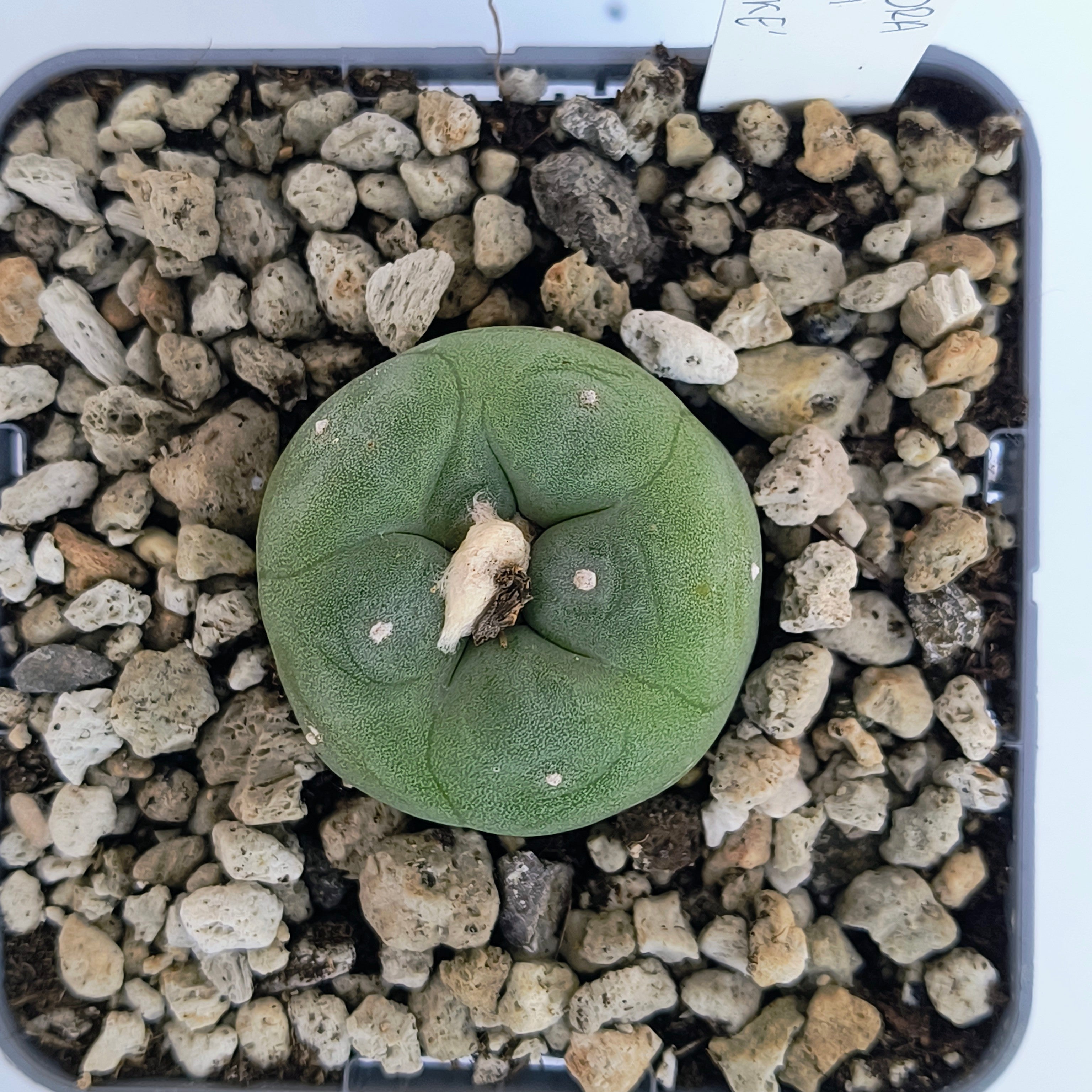 Lophophora diffusa cv. "Koike"