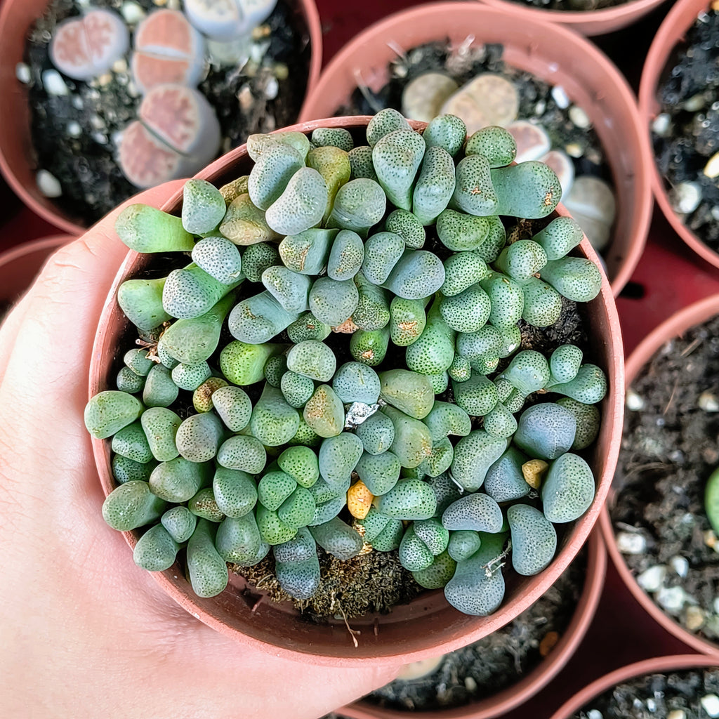 Aloinopsis schooneesii