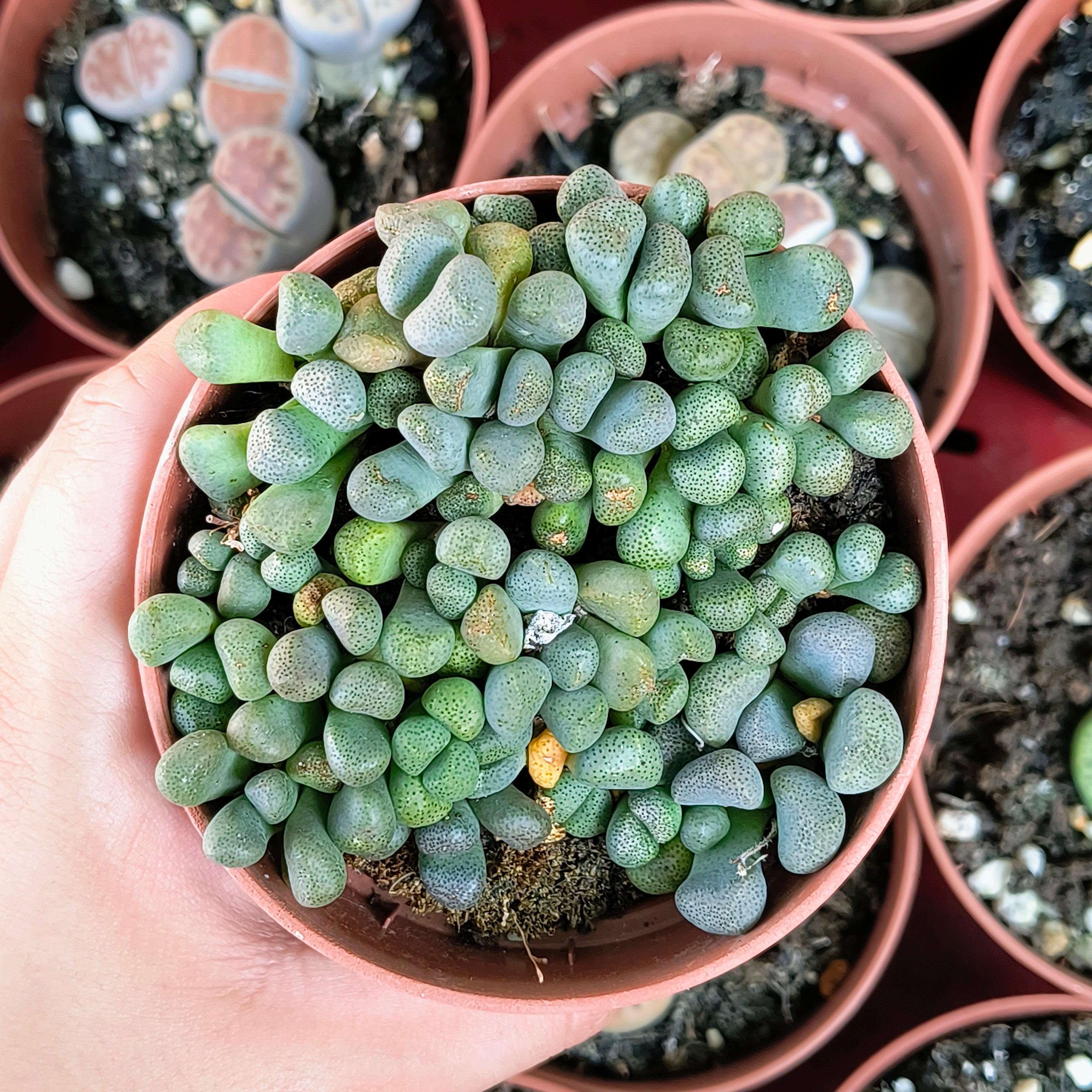 Aloinopsis schooneesii