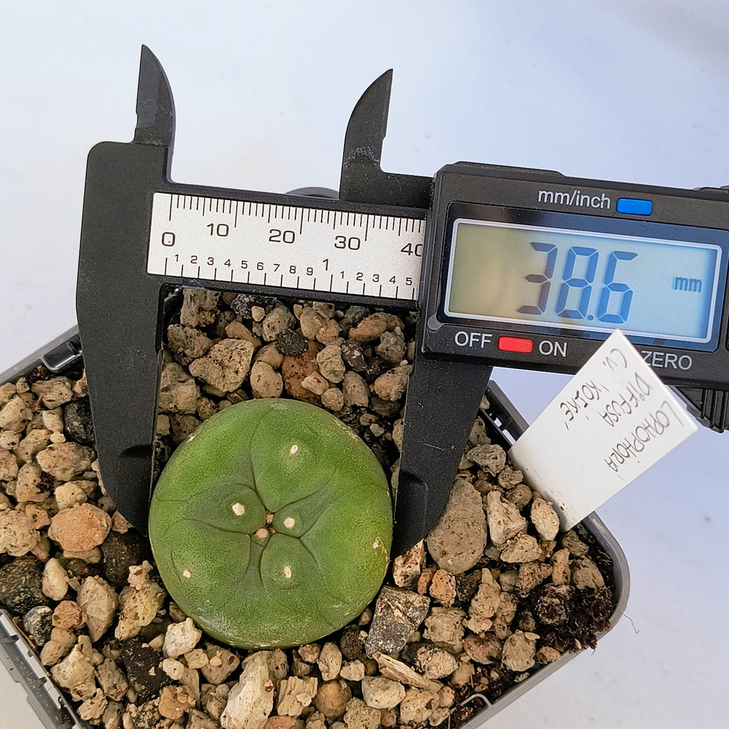 Lophophora diffusa cv. "Koike"
