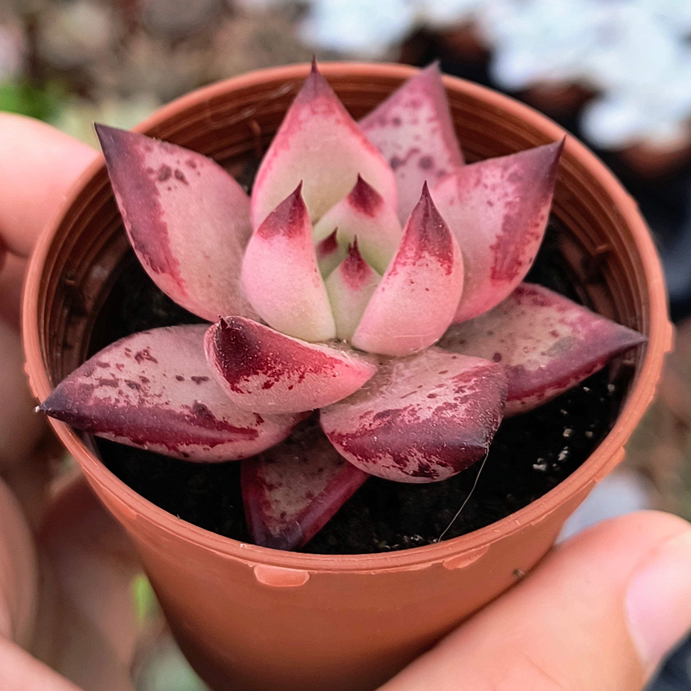 Echeveria cv. "Romeo"