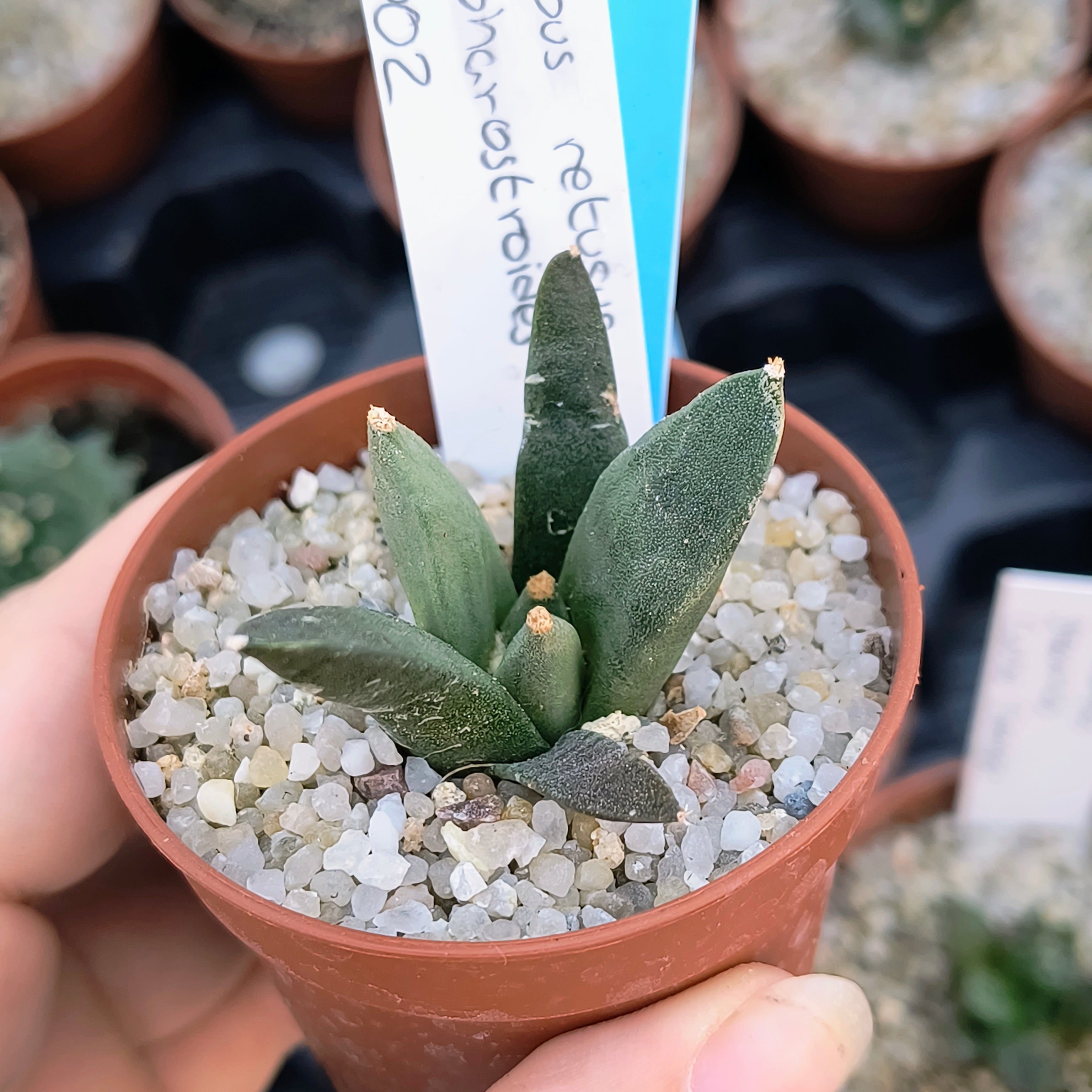 Ariocarpus retusus ssp. scapharostroides
