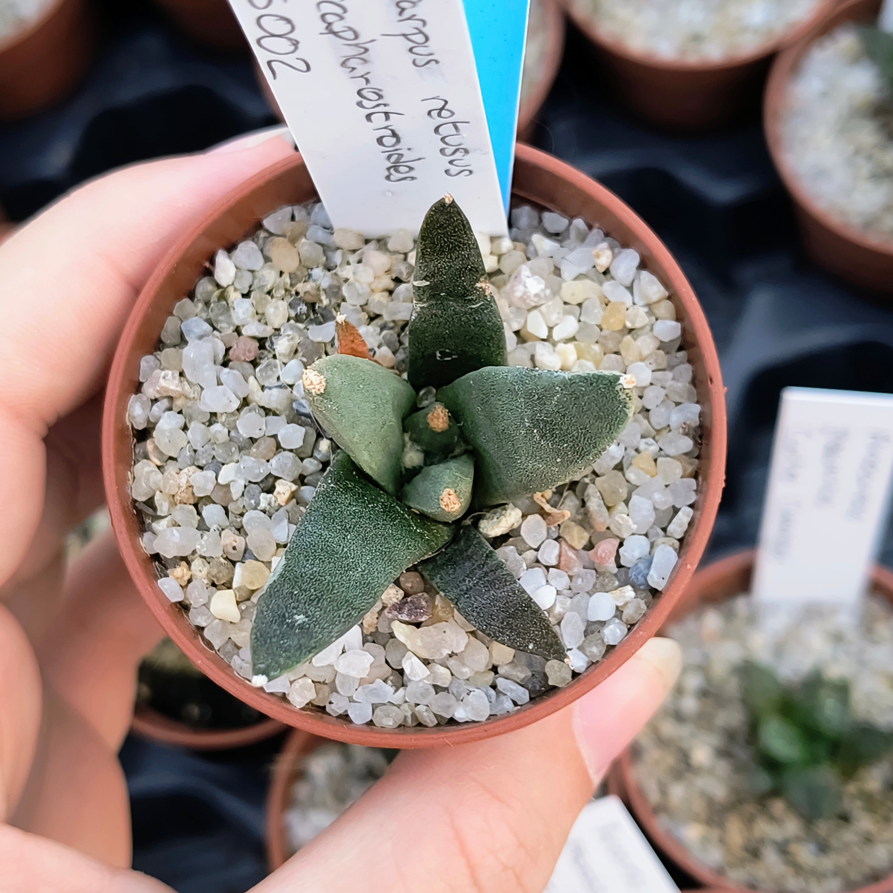 Ariocarpus retusus ssp. scapharostroides