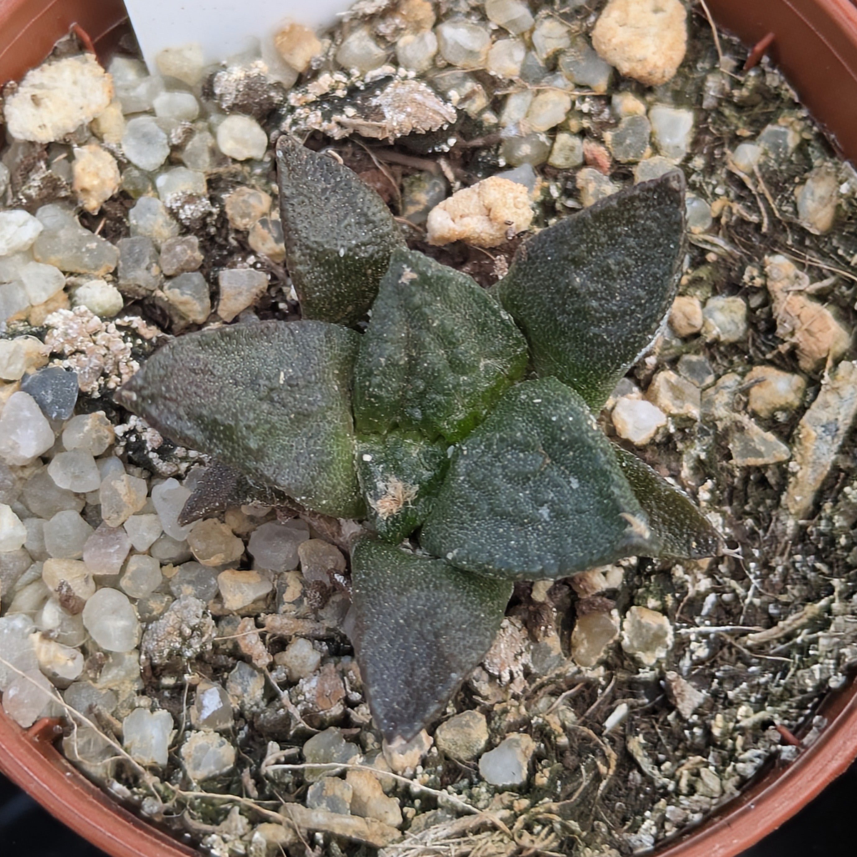 Ariocarpus fissuratus v. intermedius SB503 Cuatro Ciénagas, Coahuila, México