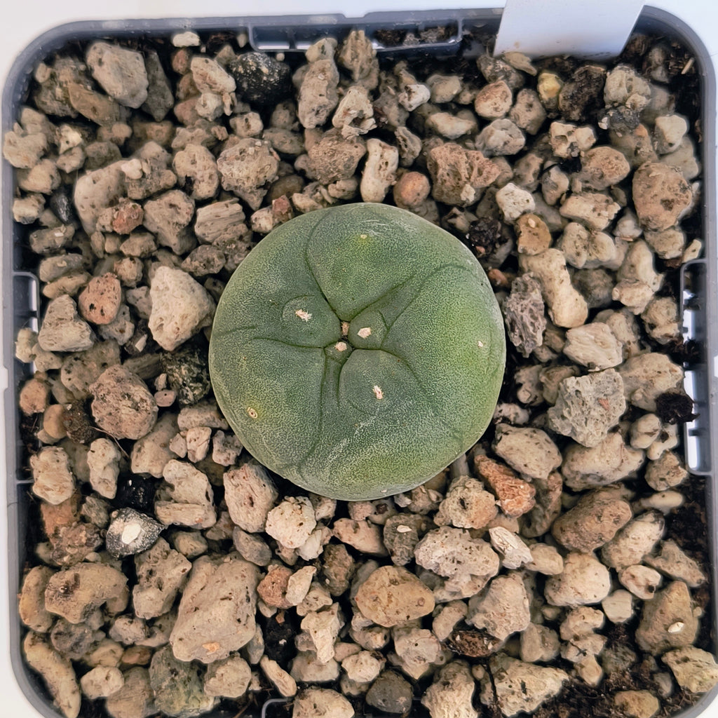 Lophophora diffusa cv. "Koike"