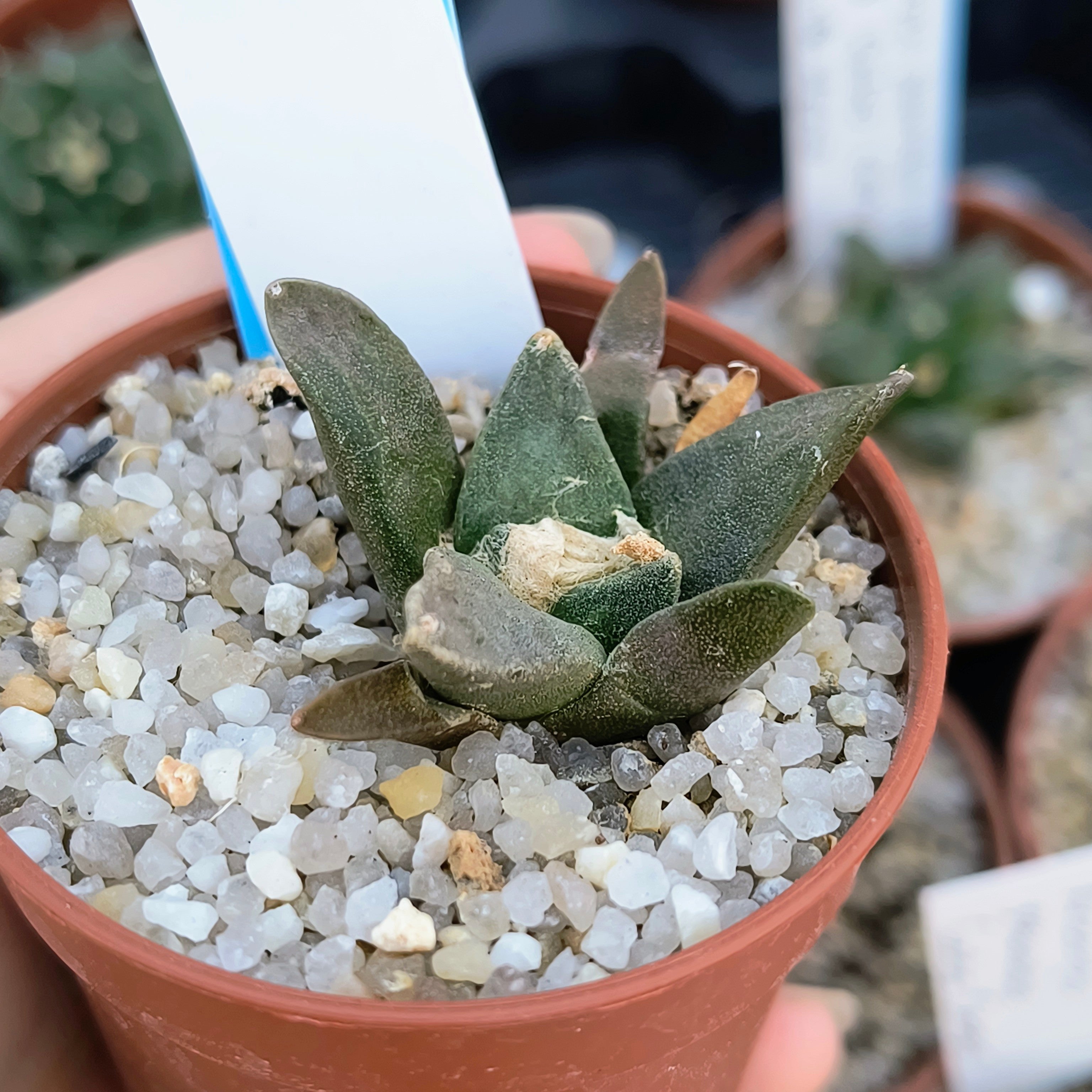 Ariocarpus retusus