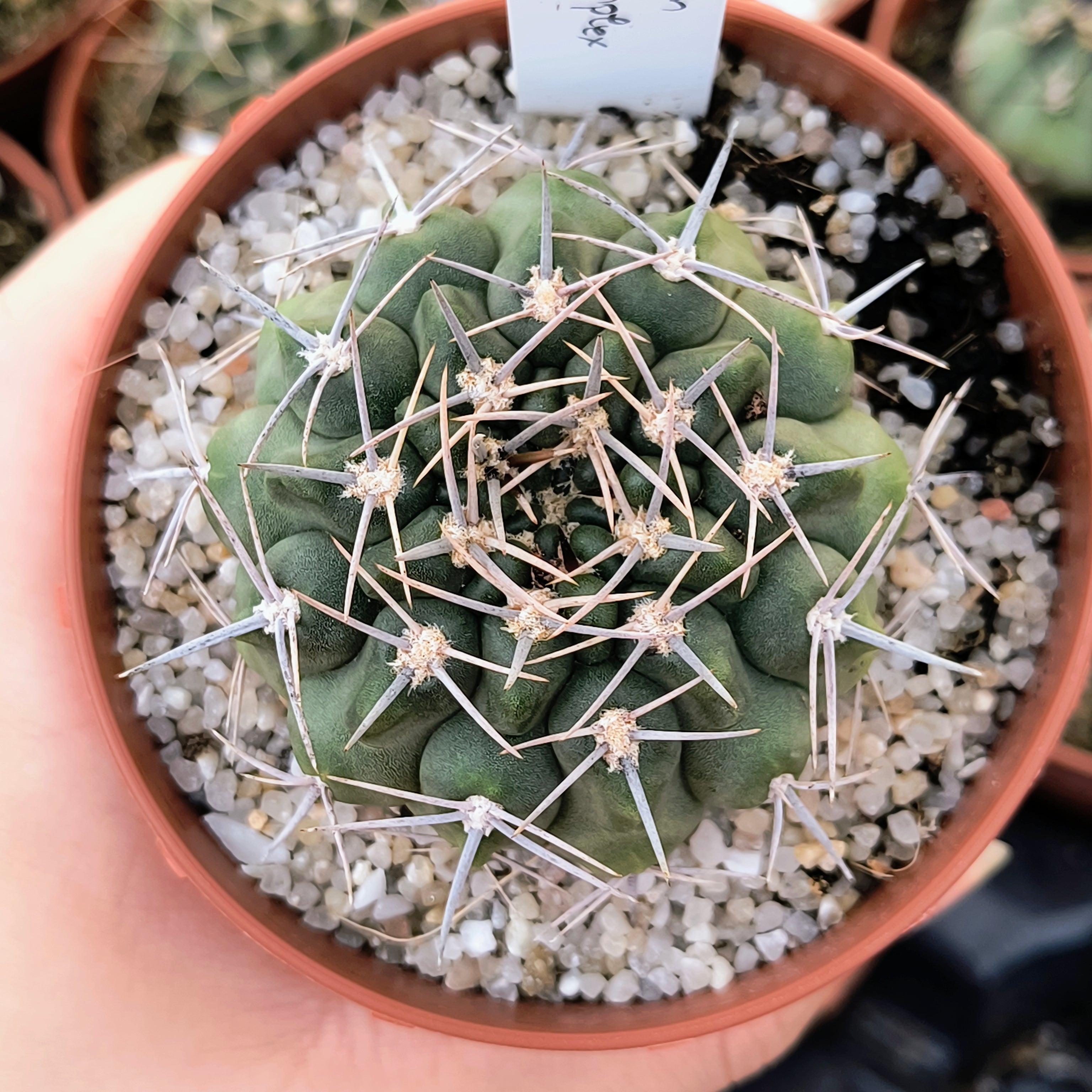 Gymnocalycium bicolor v. simplex STO 232, 5km al Oeste de Caminiaga, Córdoba