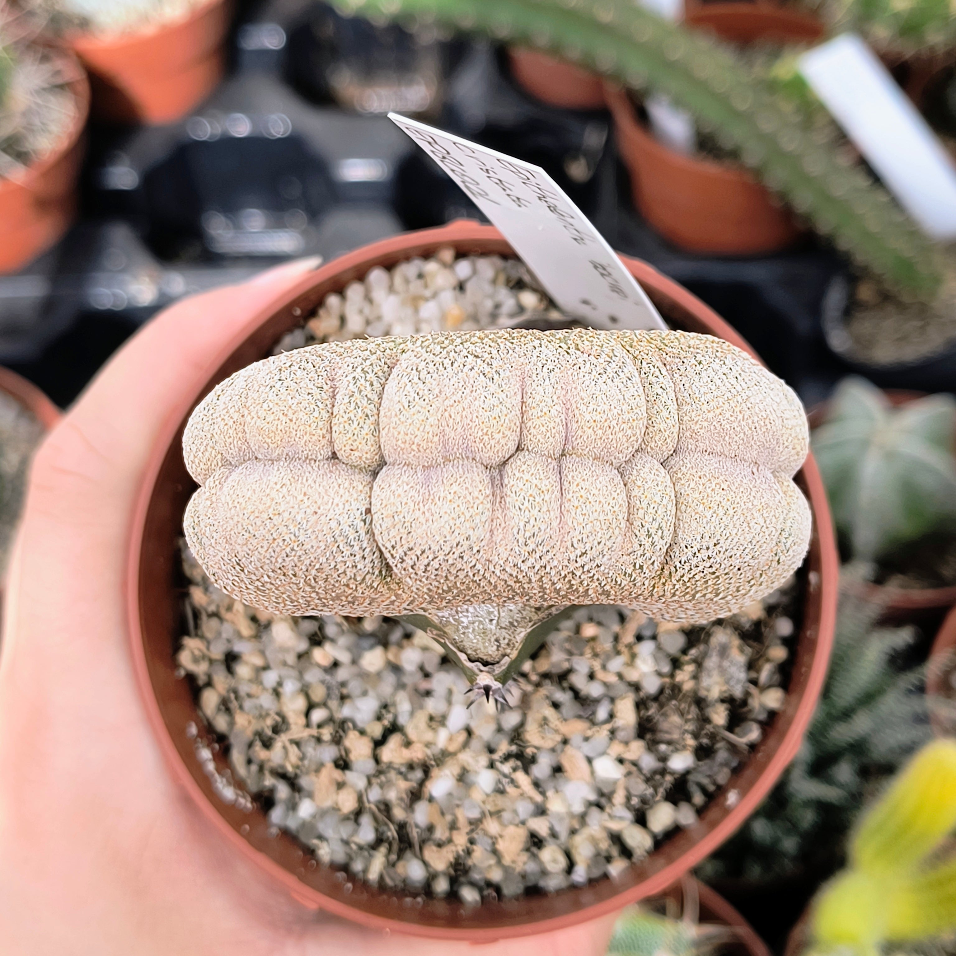 Epithelantha bokei cristata