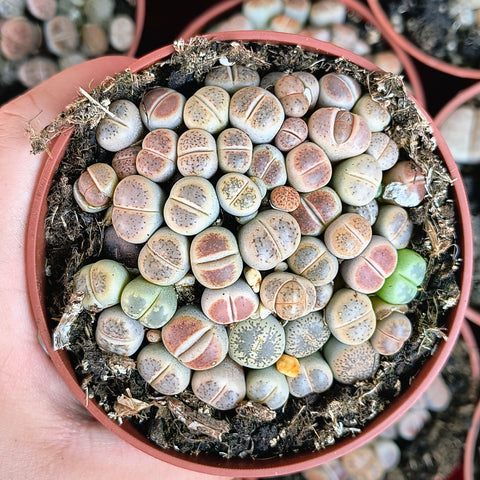 Lithops