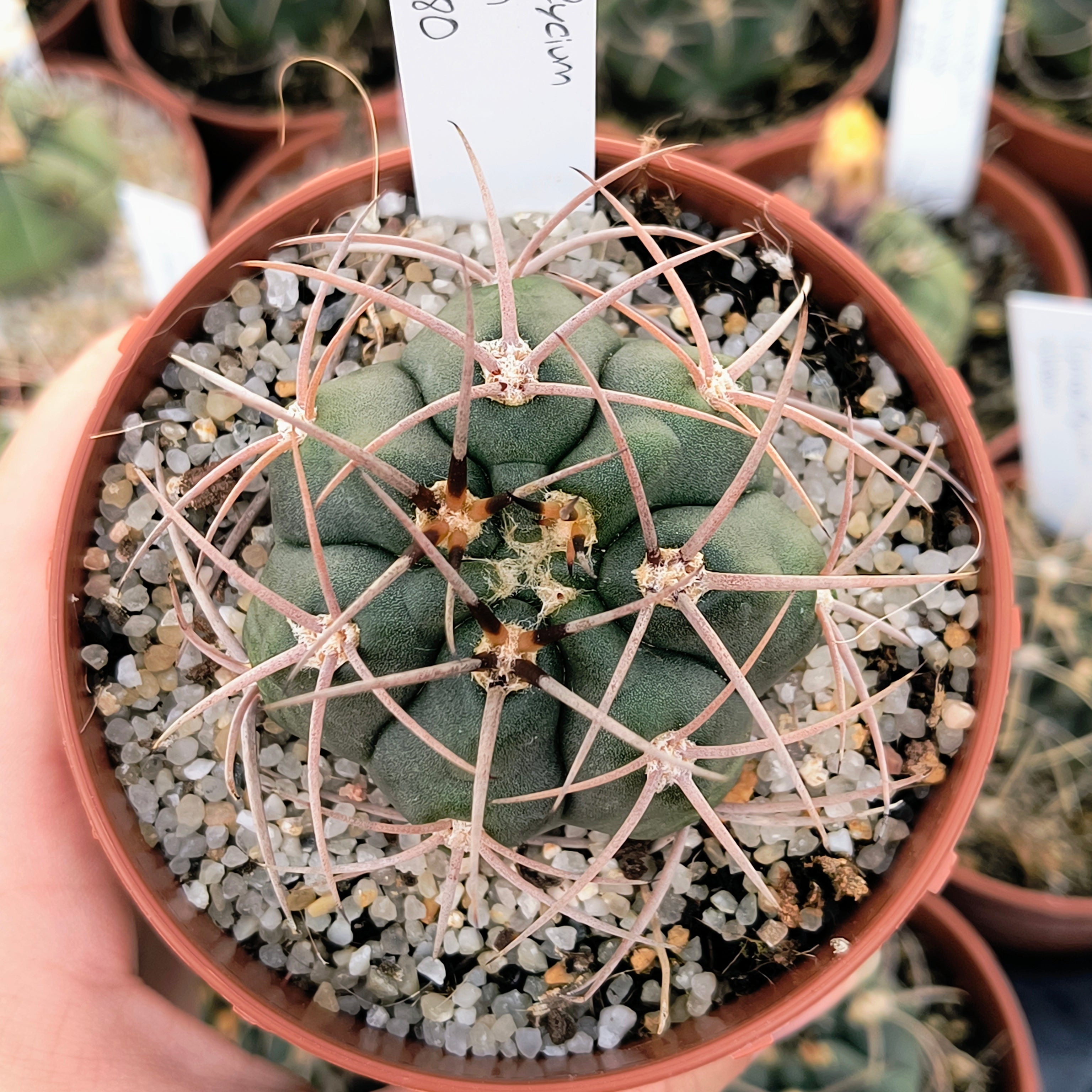 Gymnocalycium tillianum STO 1580