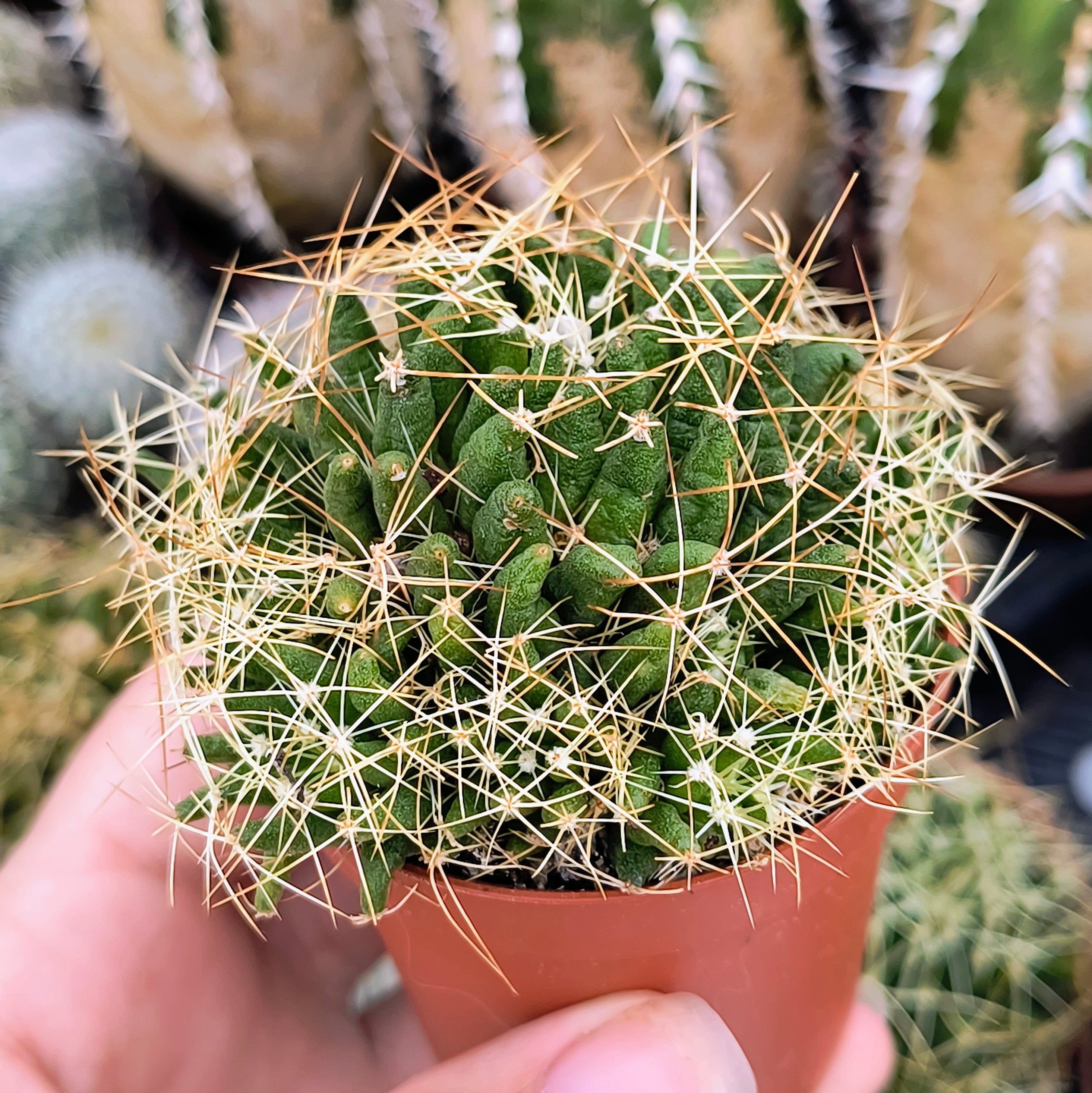 Mammillaria camptotricha