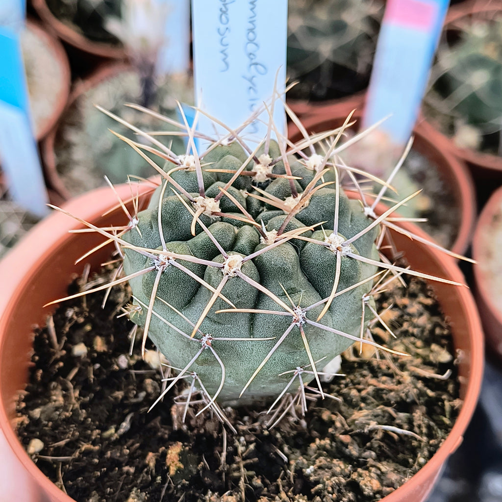 Gymnocalycium gibbosum