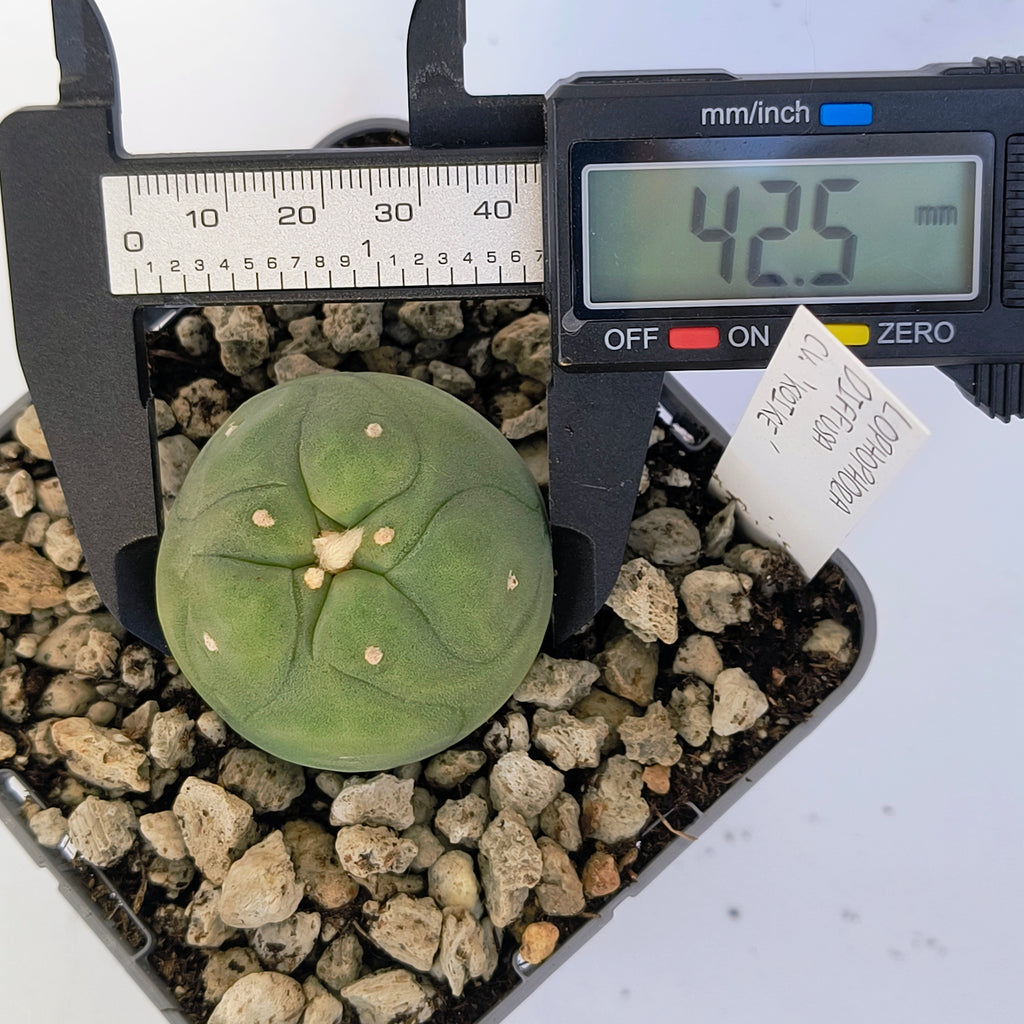 Lophophora diffusa cv. "Koike"
