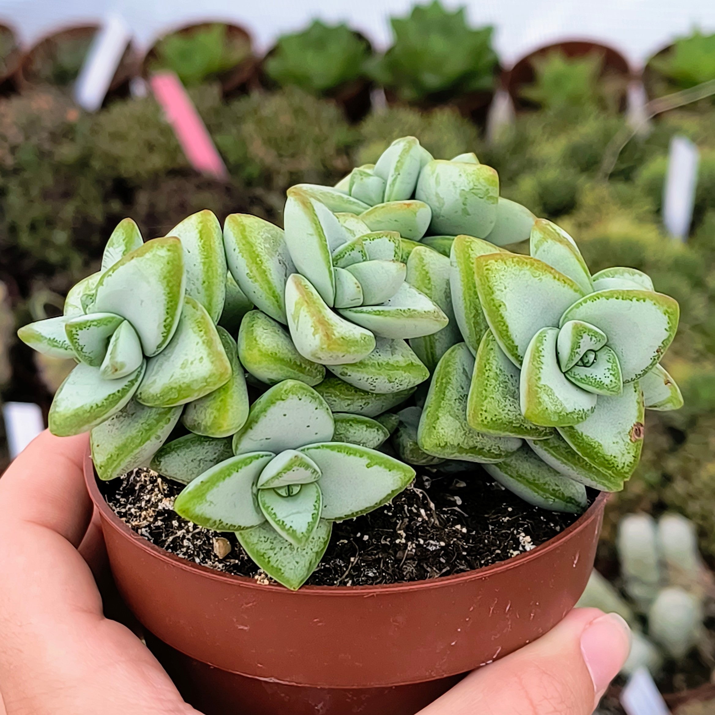 Crassula rupestris
